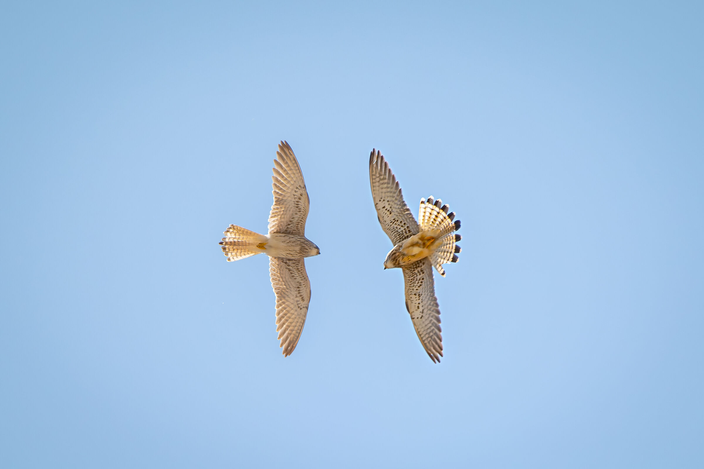 Lesser kestrels
