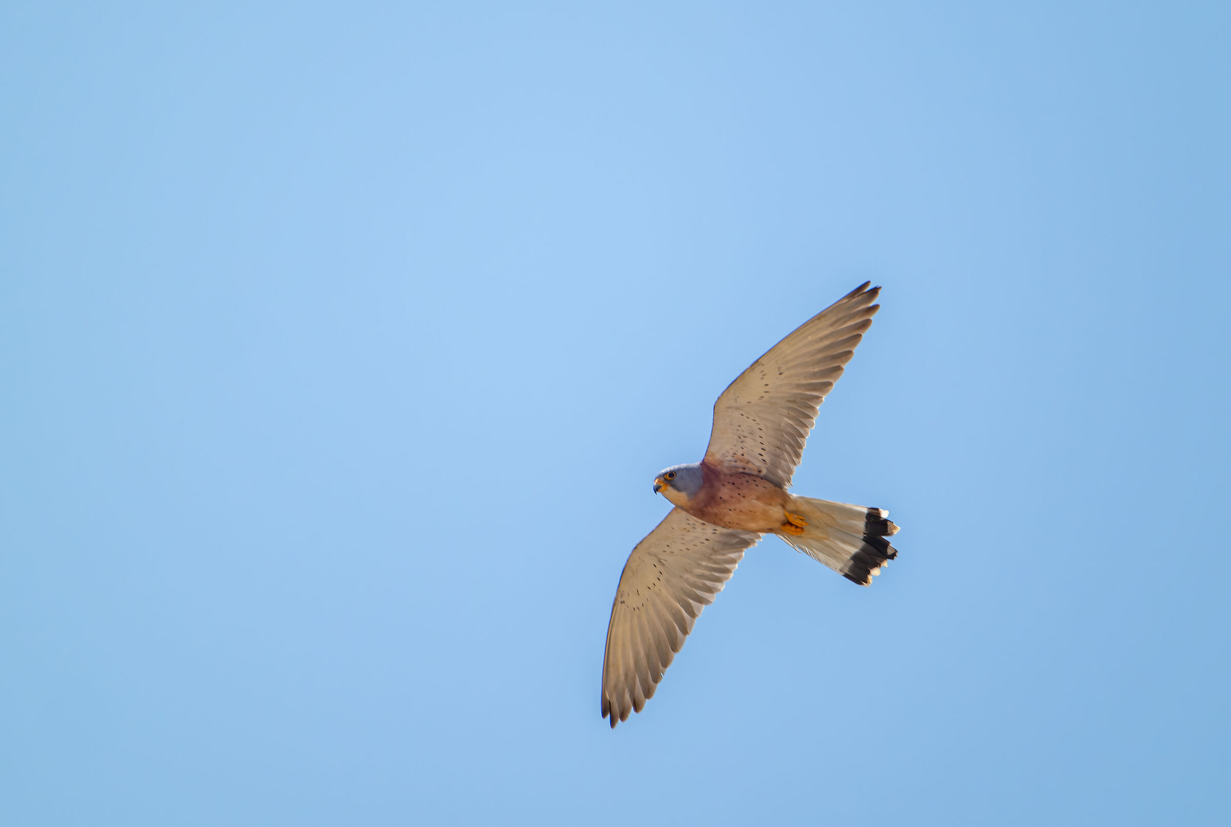 Lesser kestrel