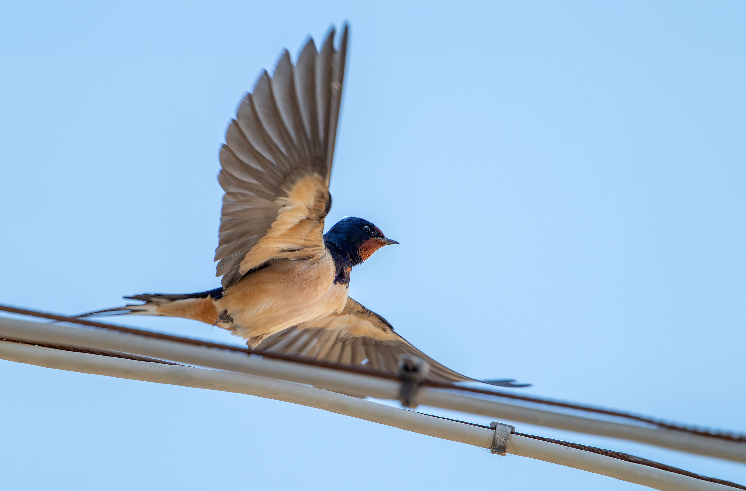 Swallow