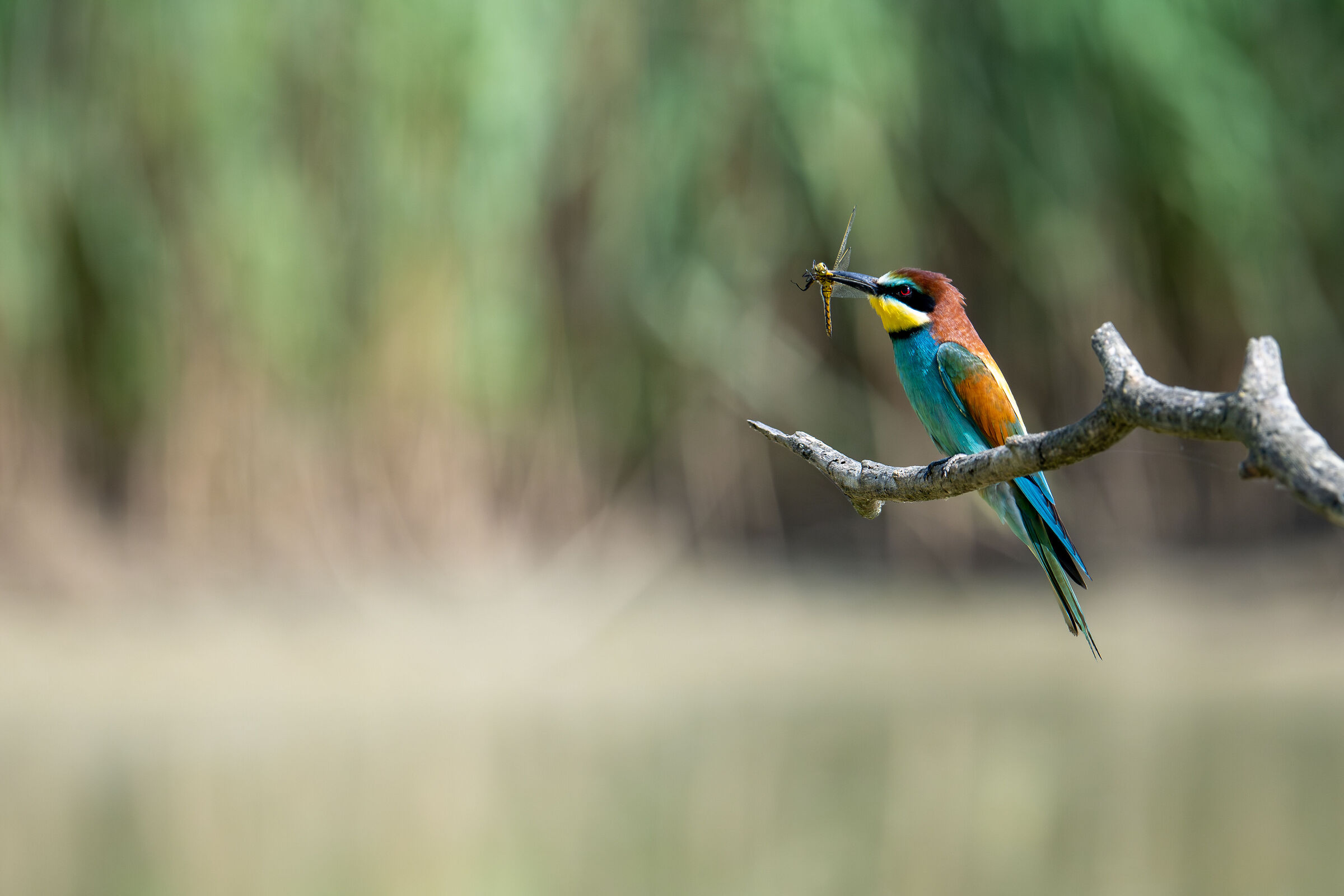 bee-eater