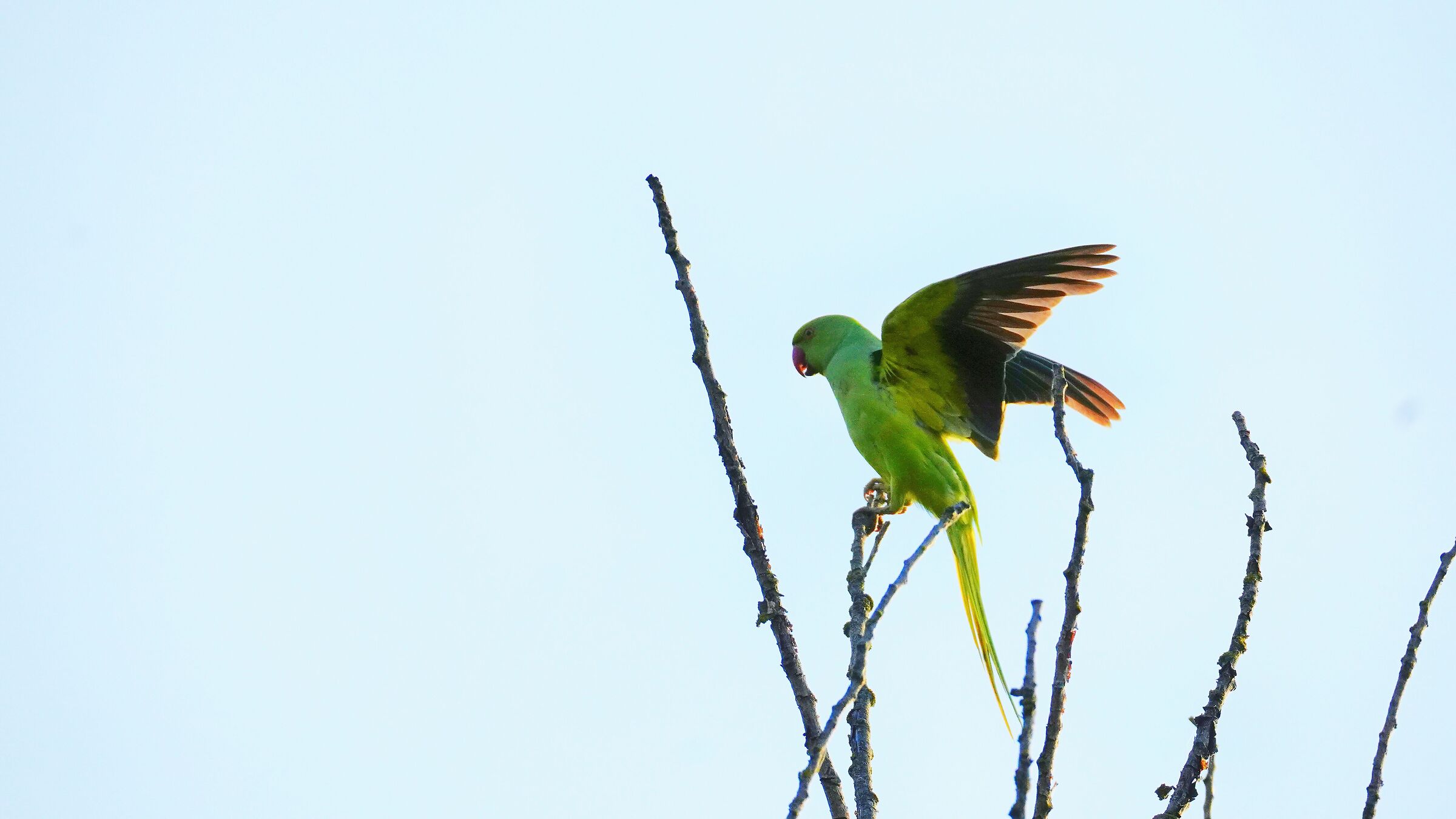 Collared parakeet