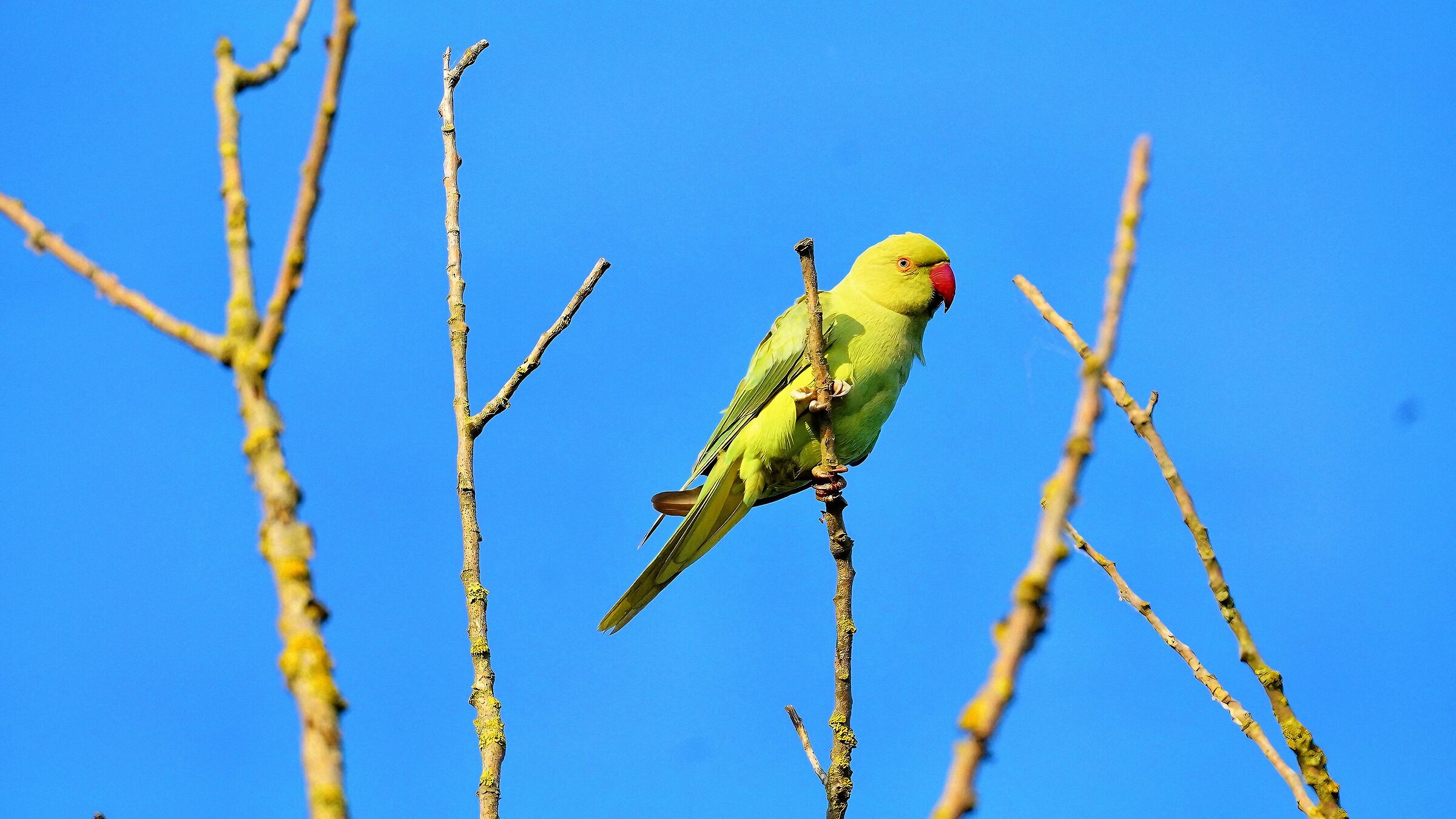 Collared parakeet