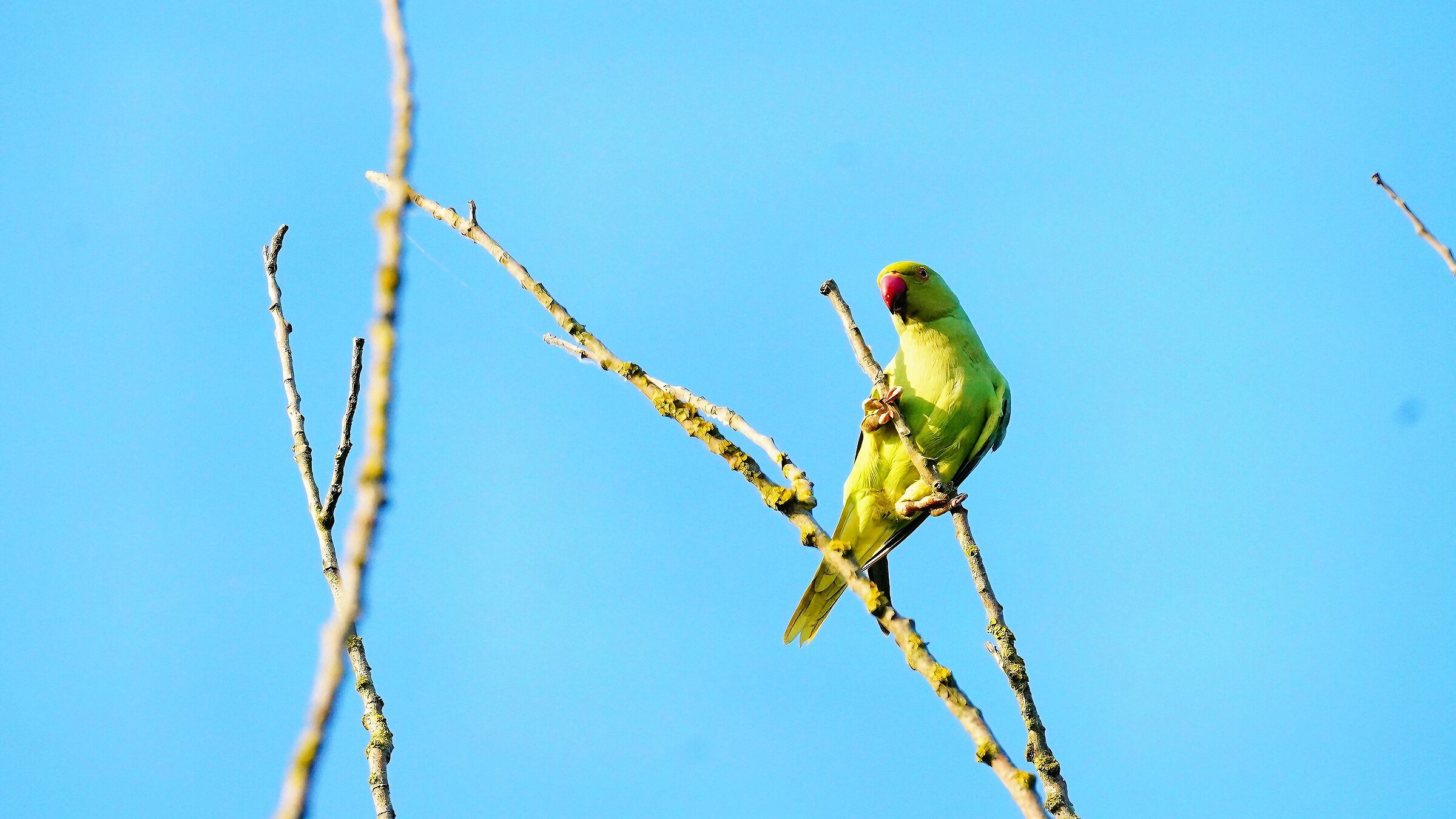 Collared parakeet
