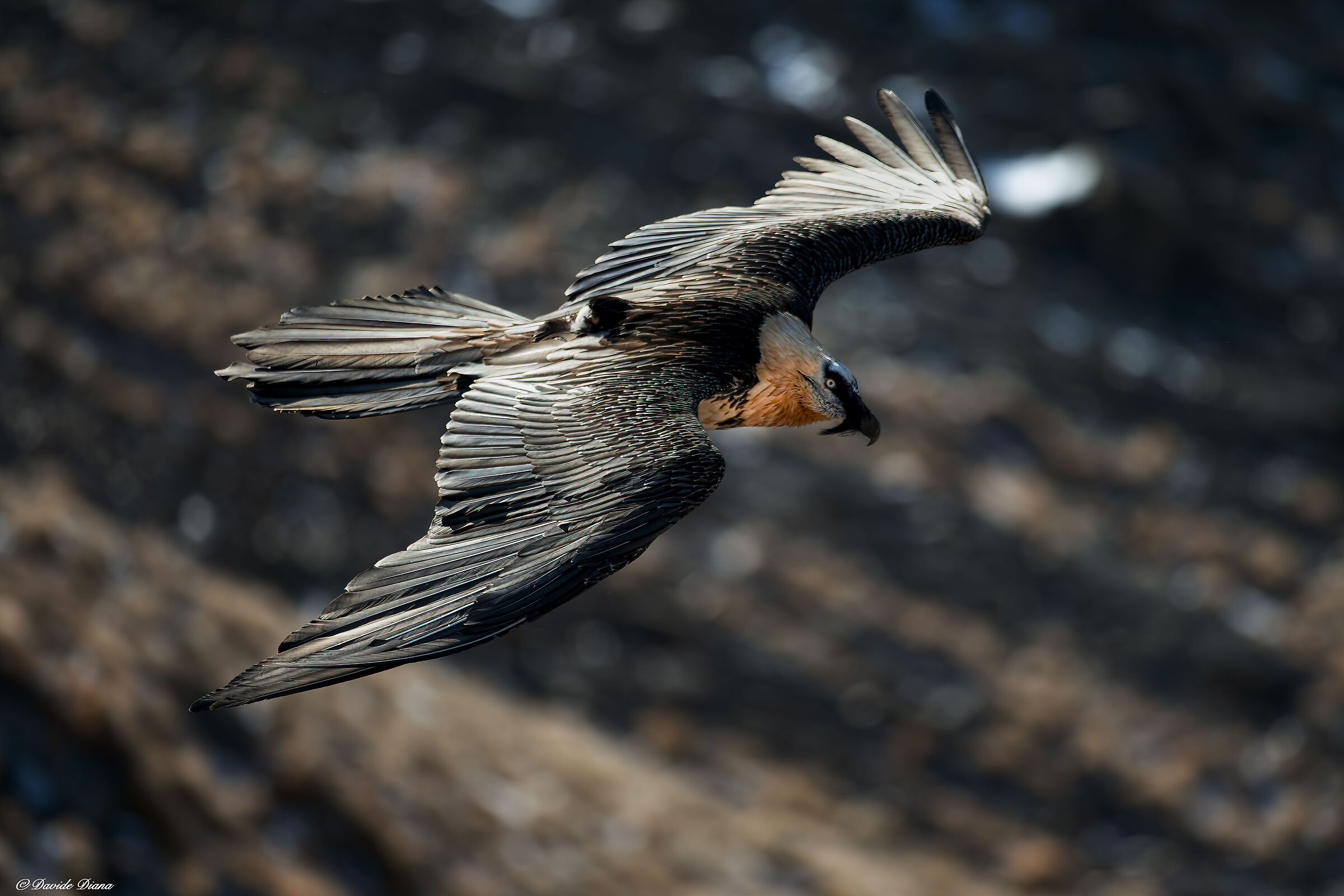 Gypaetus barbatus - Gran Paradiso National Park