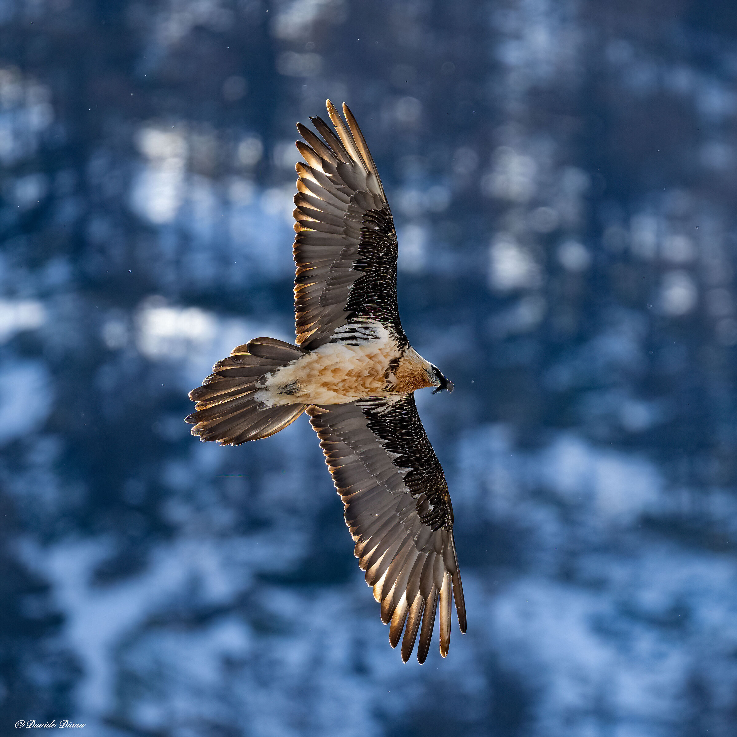 Gypaetus barbatus - Gran Paradiso National Park