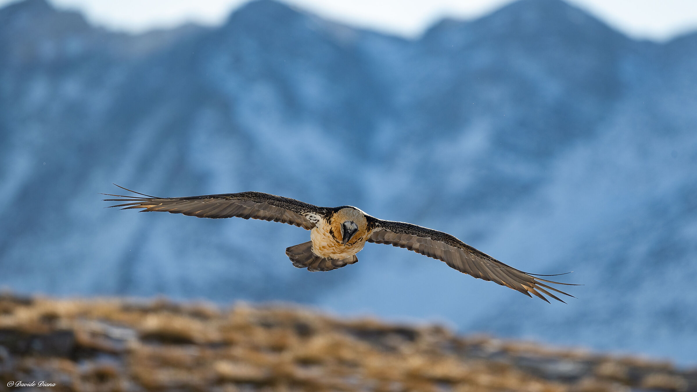Gypaetus barbatus - Gran Paradiso National Park