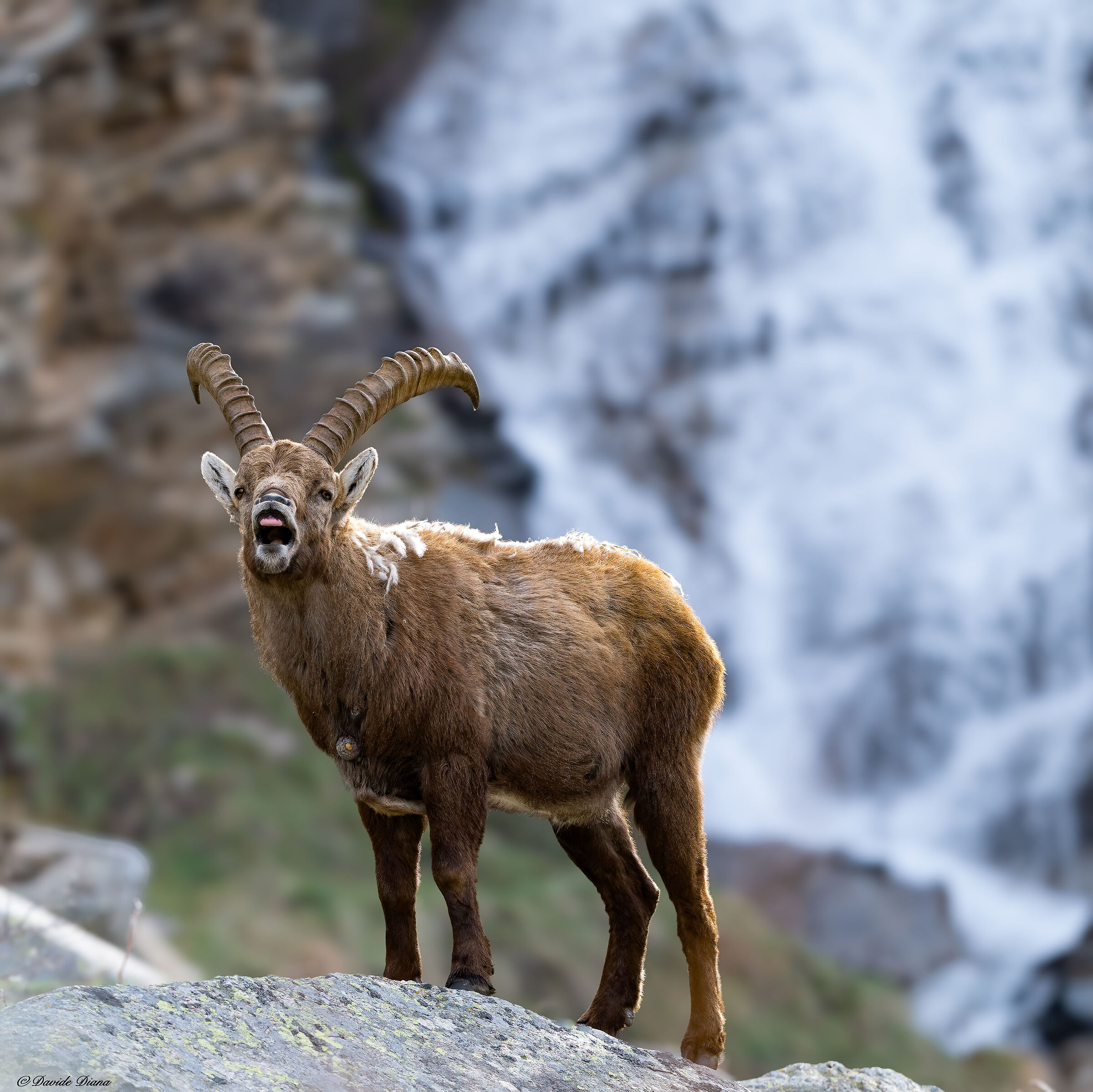 Ibex - Gran Paradiso National Park