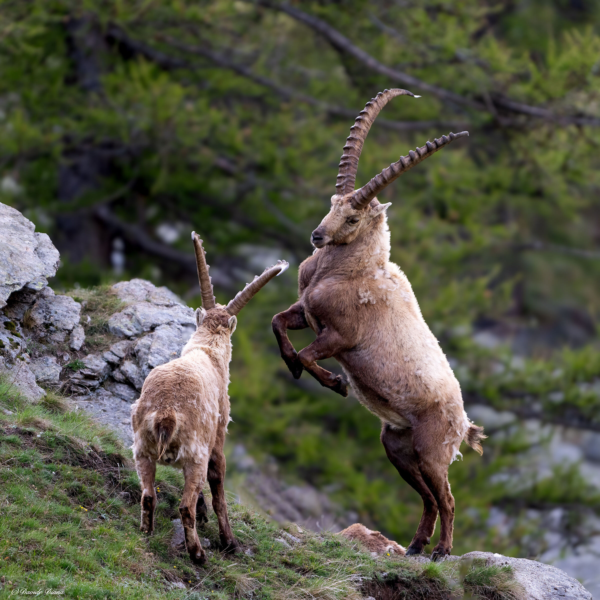 Ibex - Gran Paradiso National Park