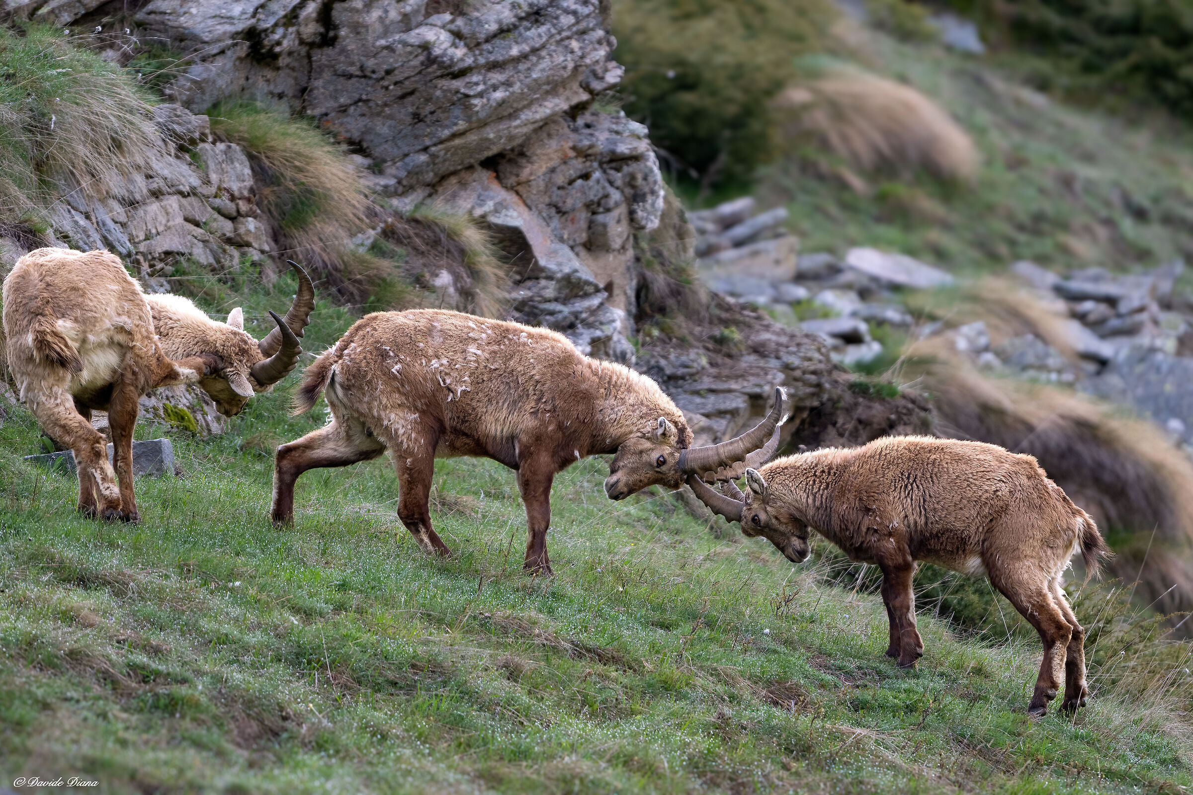 STambecco - Gran Paradiso National Park