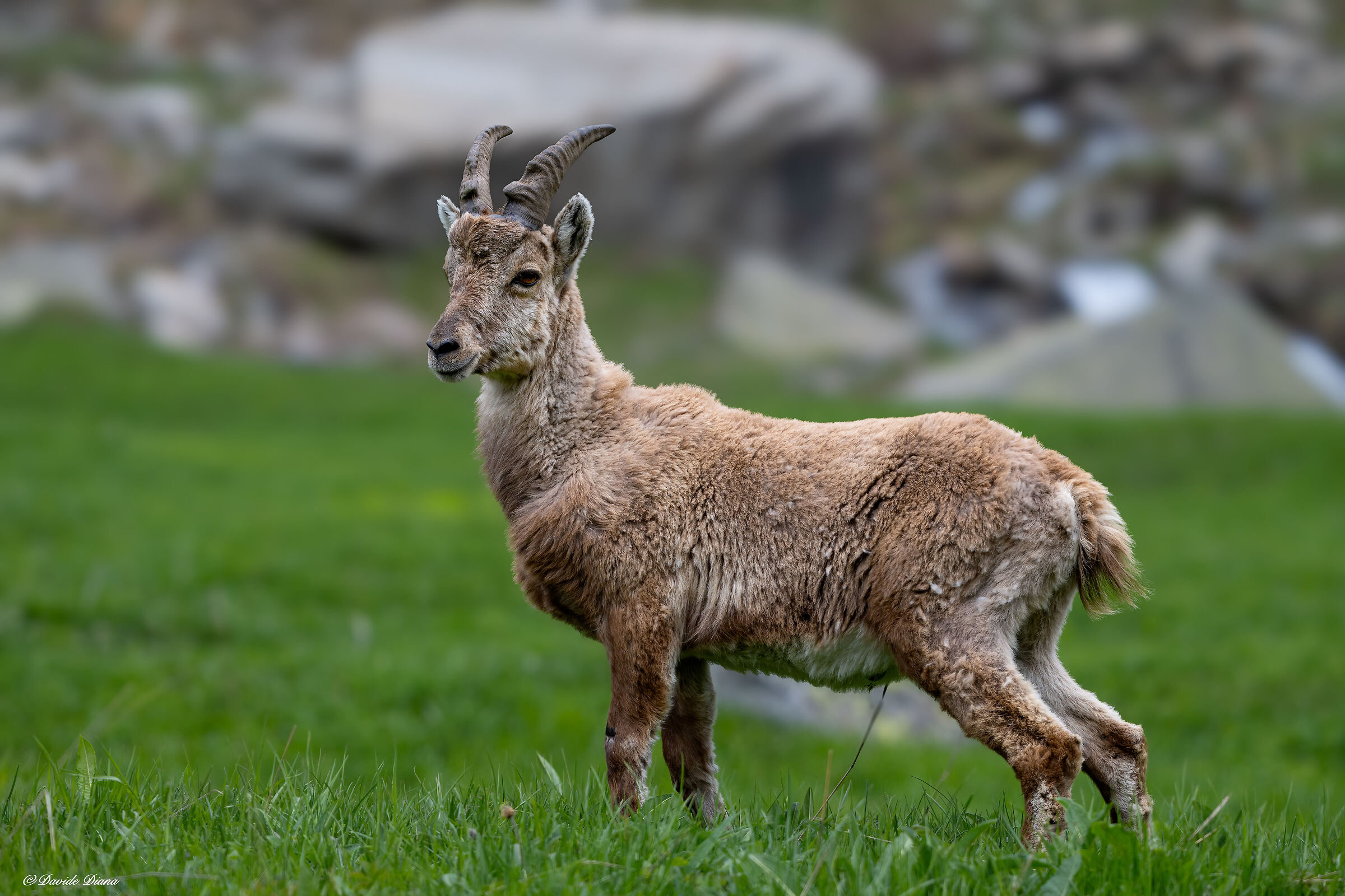Ibex - Gran Paradiso National Park