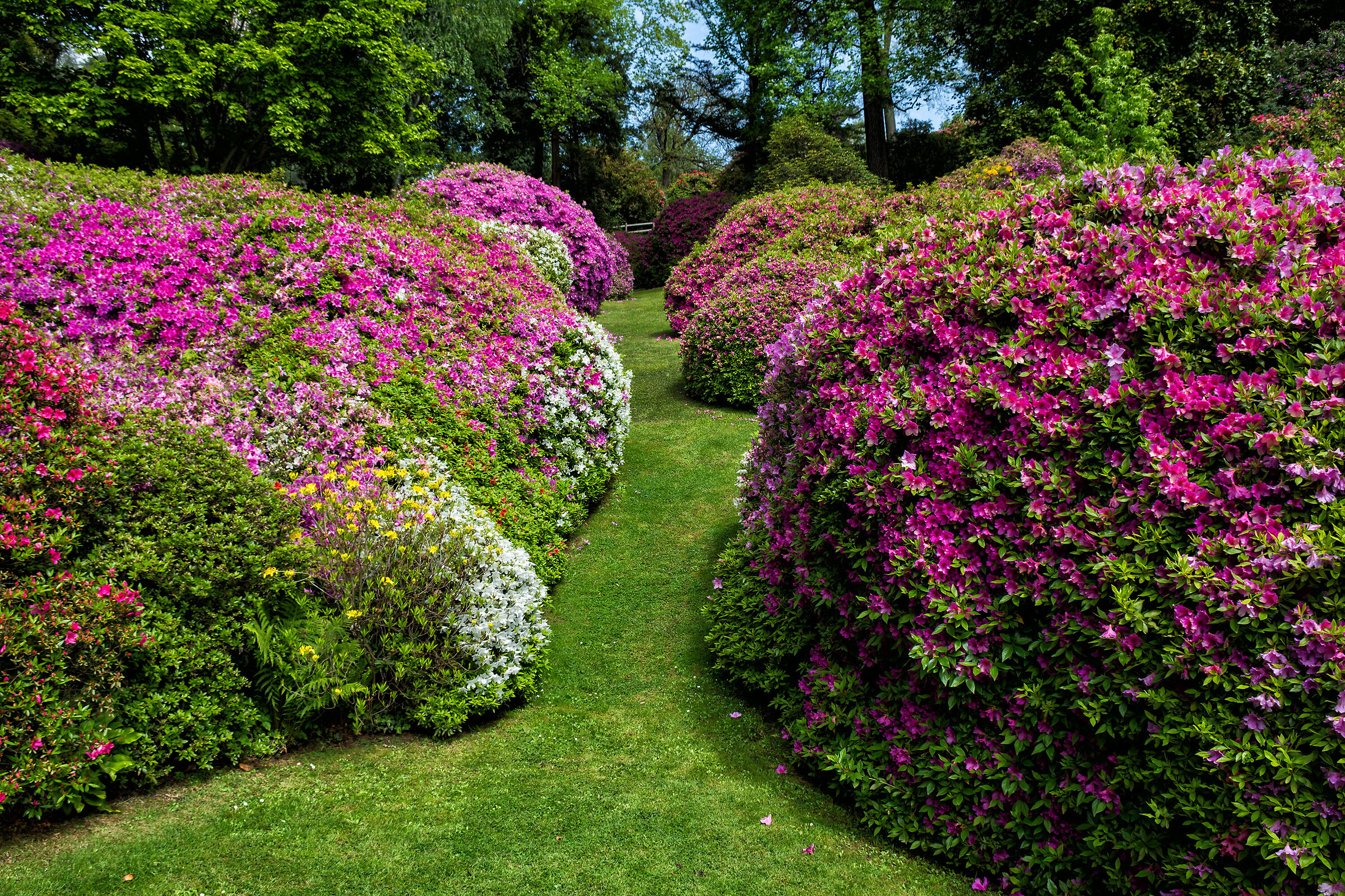 The flowers of Villa Carlotta