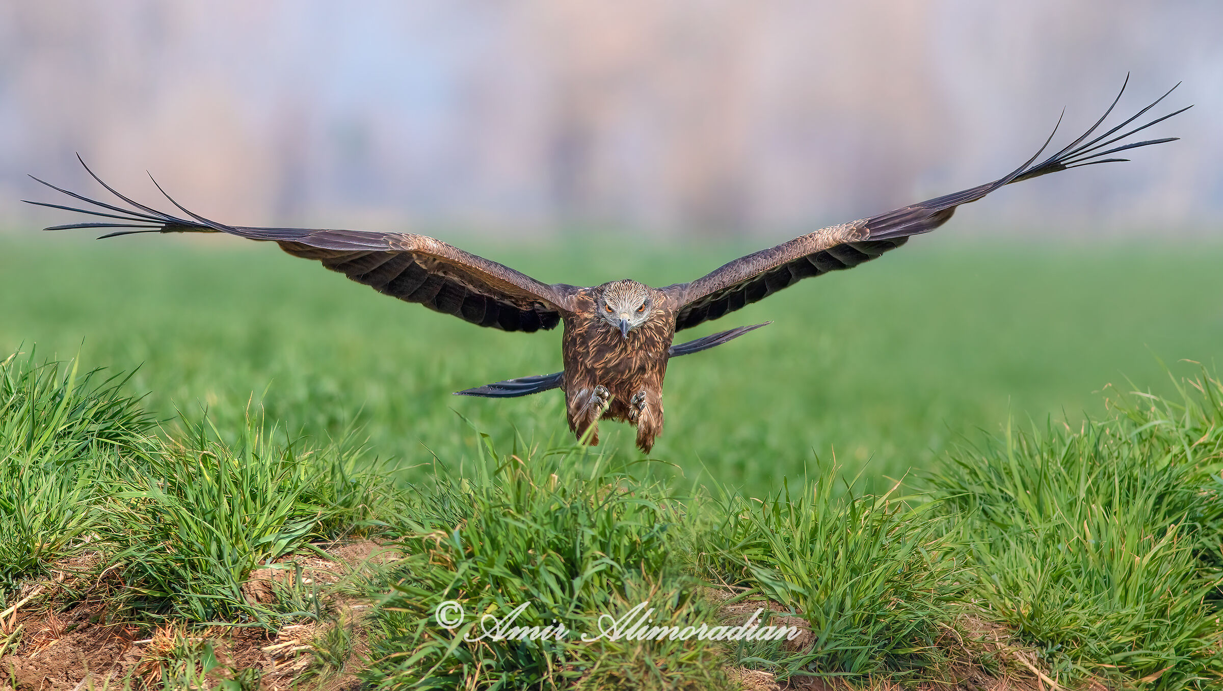 Black Kite