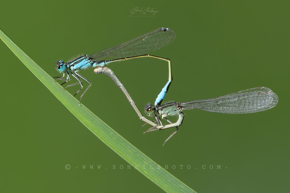 Accoppiamento con la castagnola
