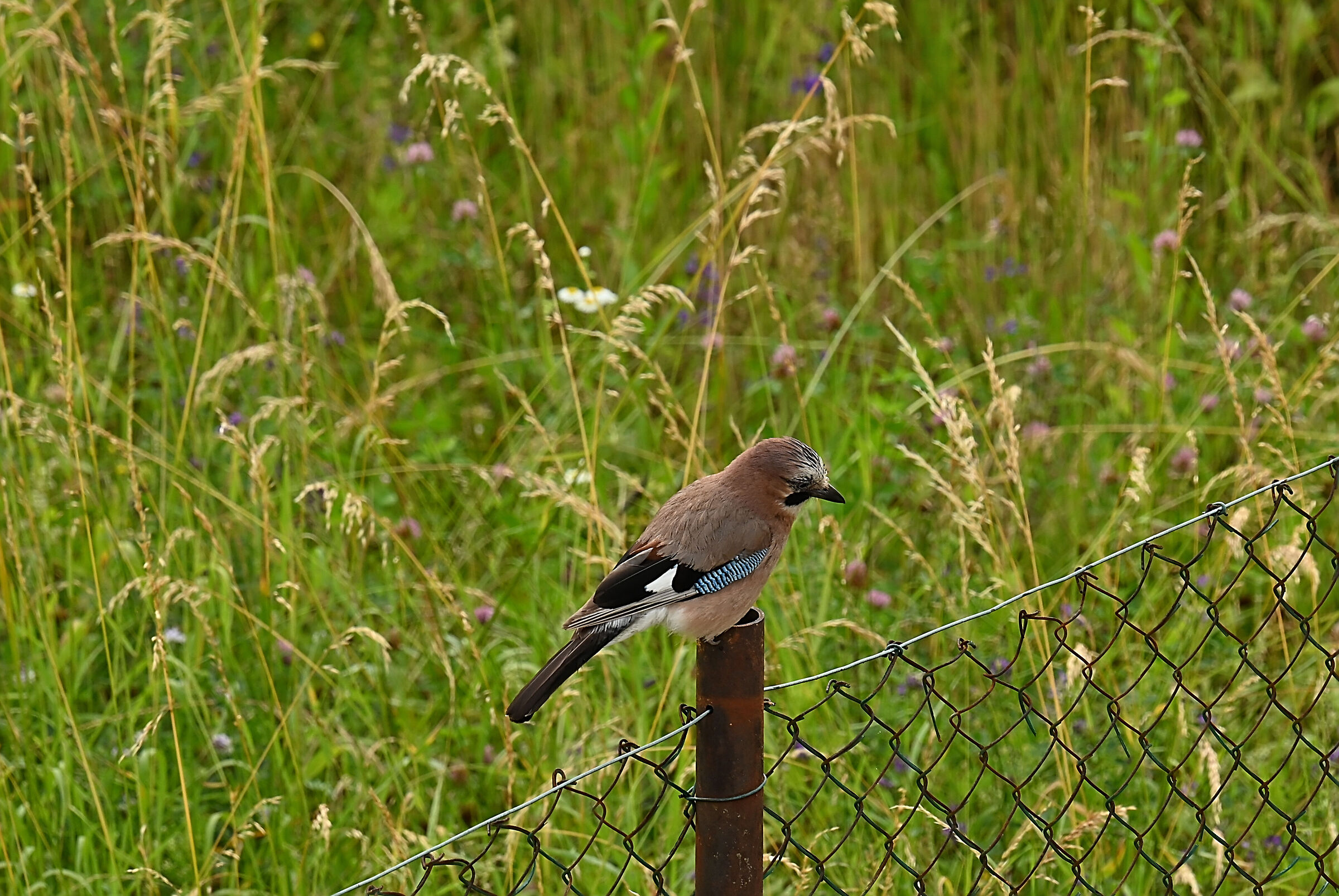Jay
