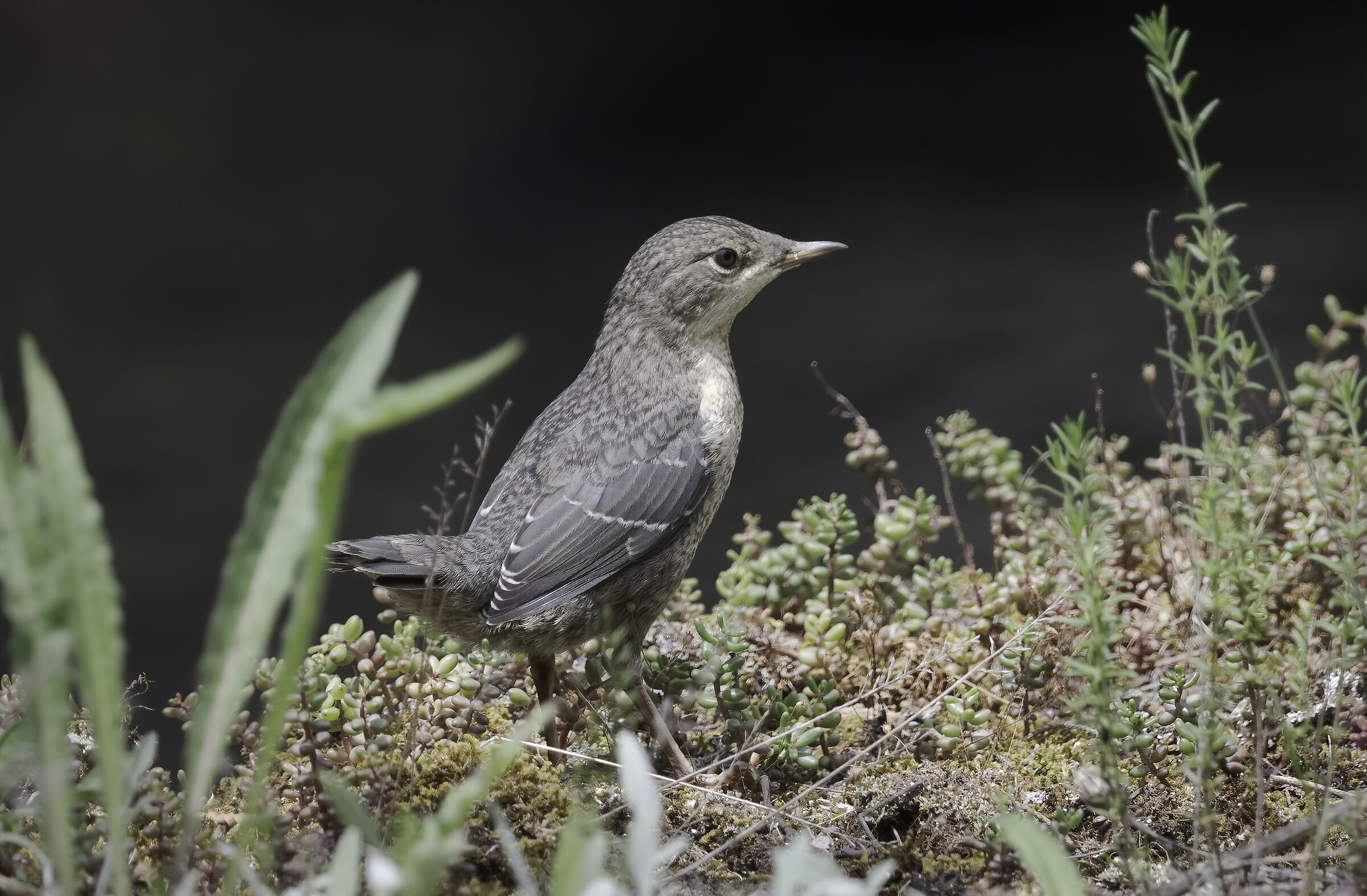 Dipper juv.