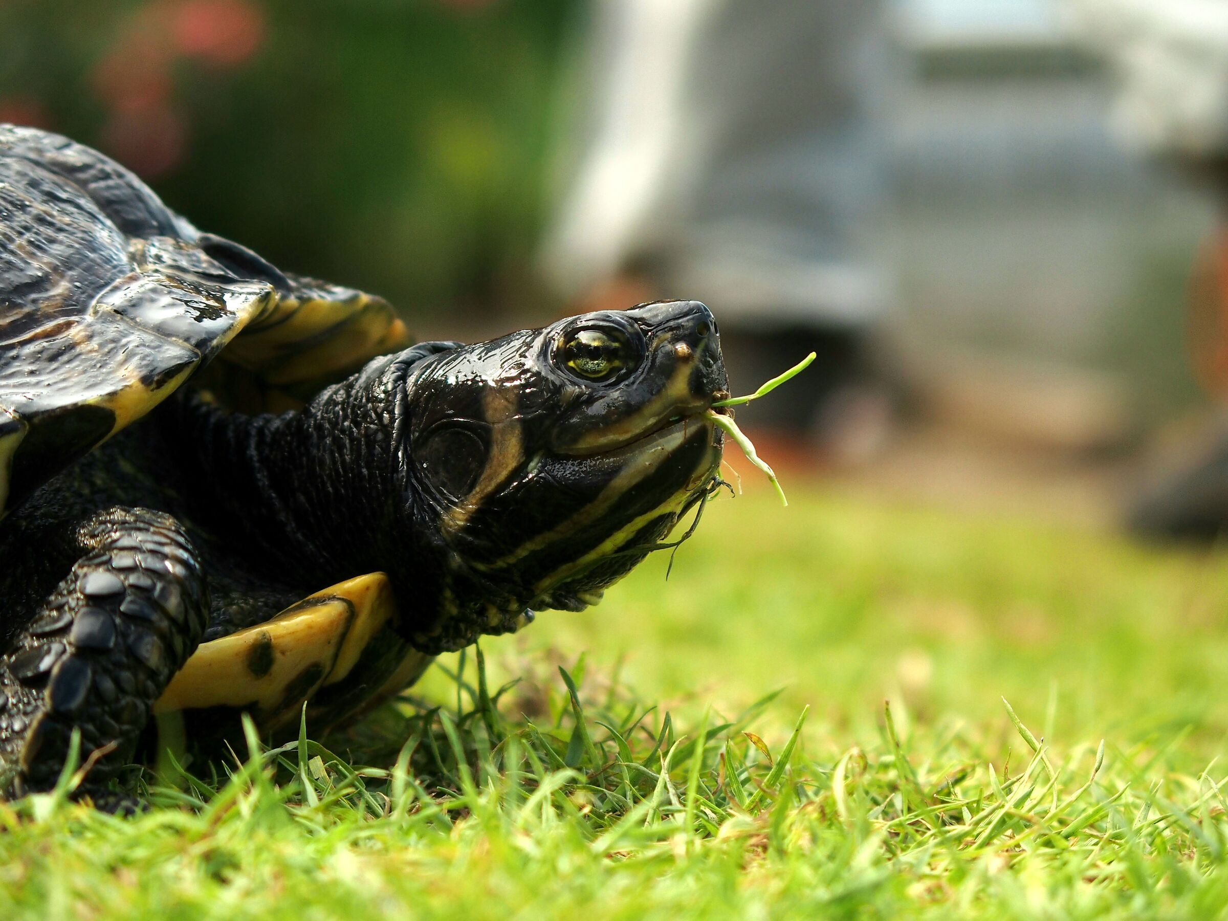 Hungry Turtle