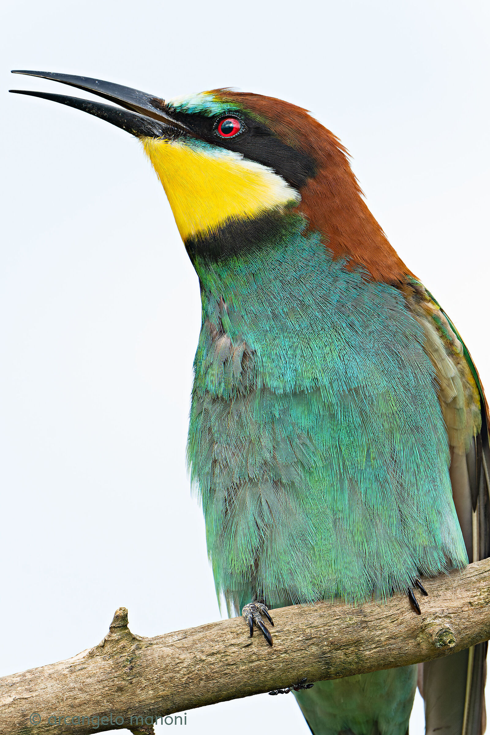 Il richiamo del gruccione