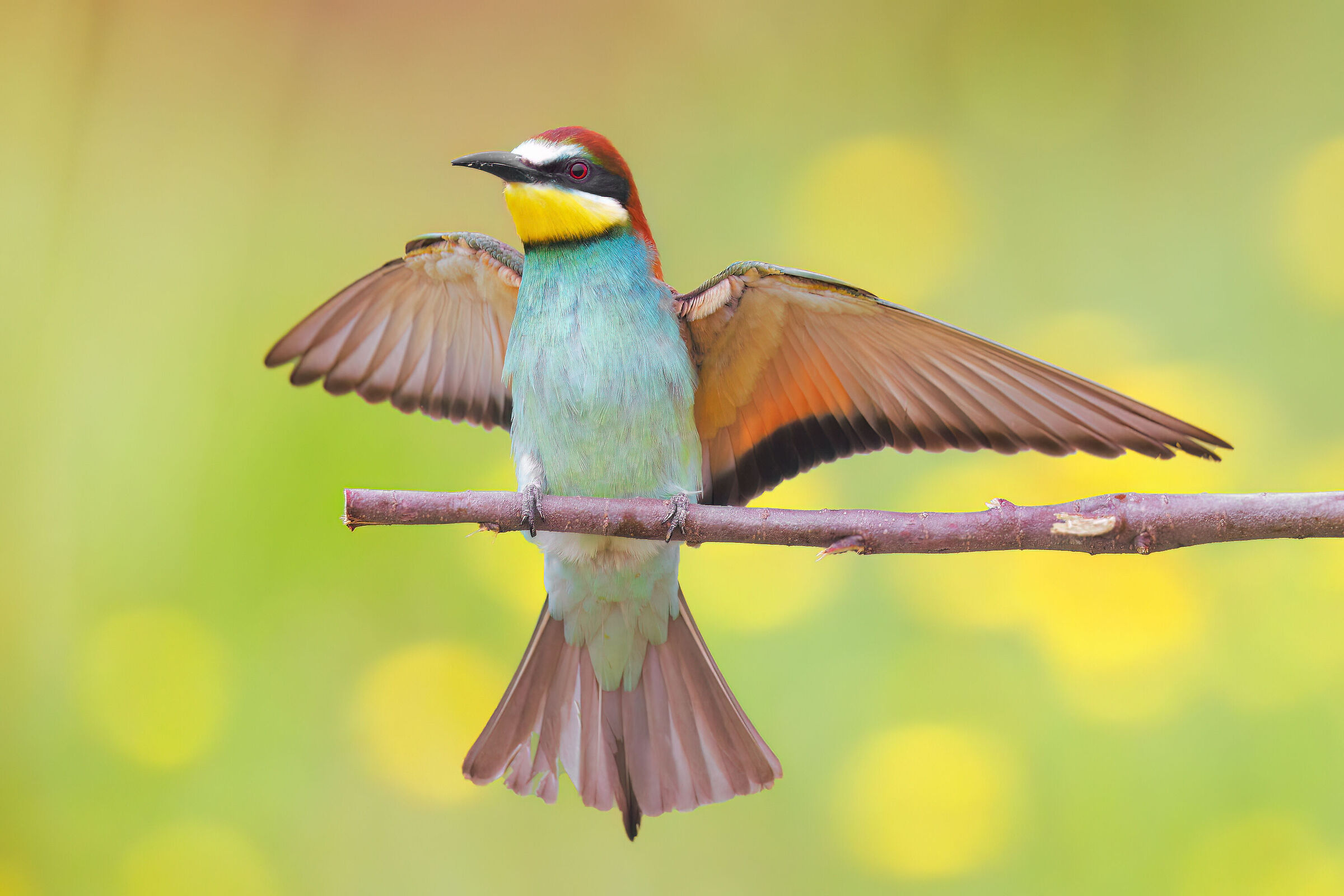 Bee-eater