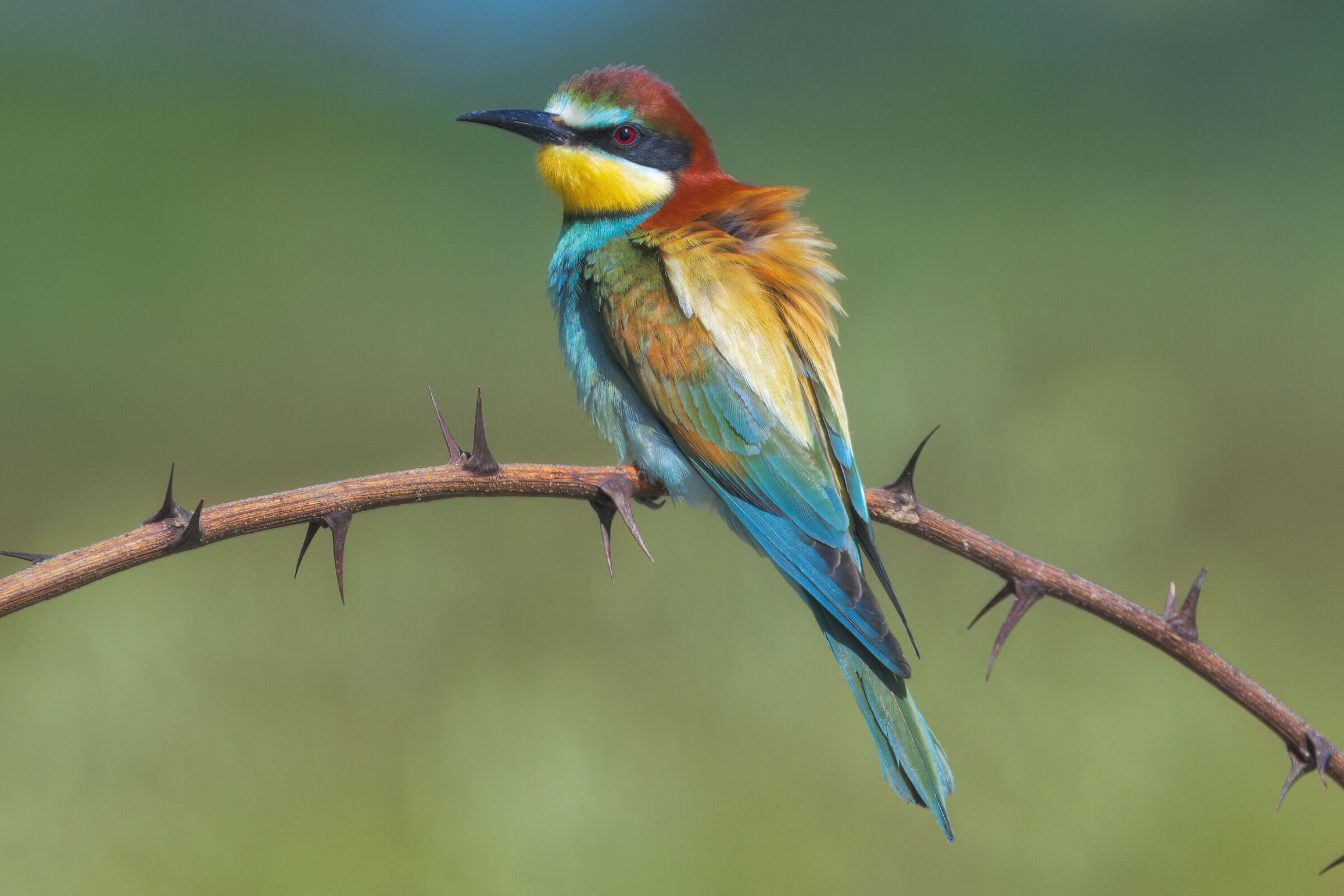 Bee-eater