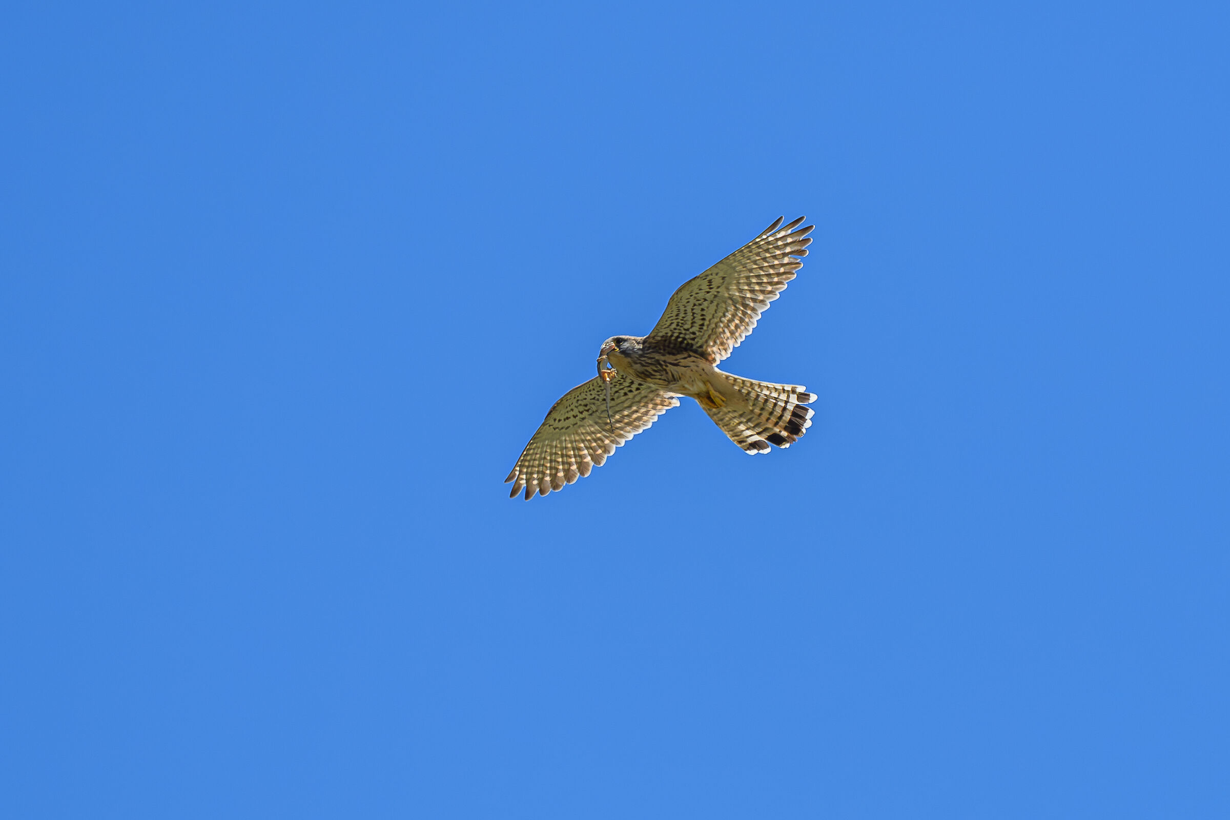 Kestrel