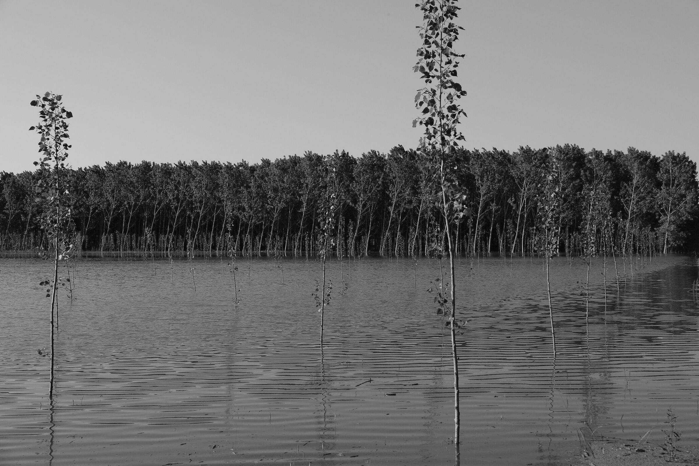 Maggio 2024 il Po invade la golena