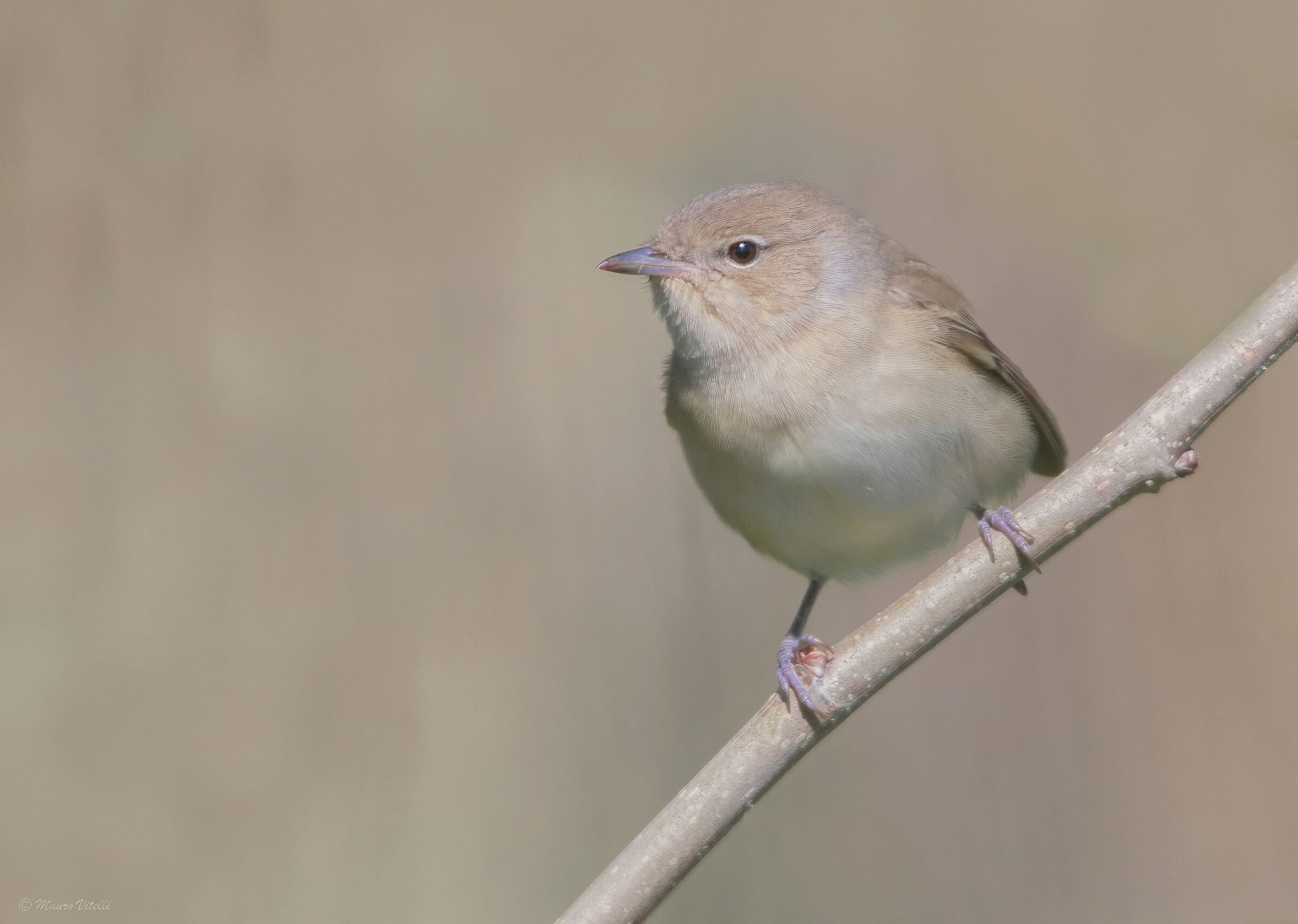 Beccafico (Sylvia borin)