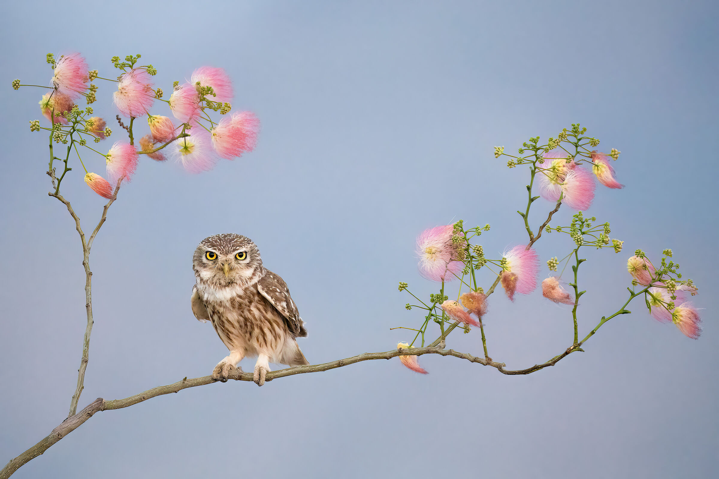 Gufo e fiori primaverili