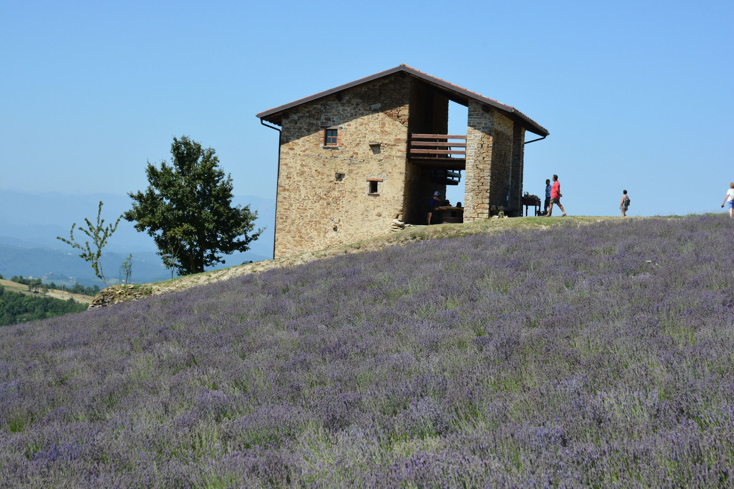 Lavender