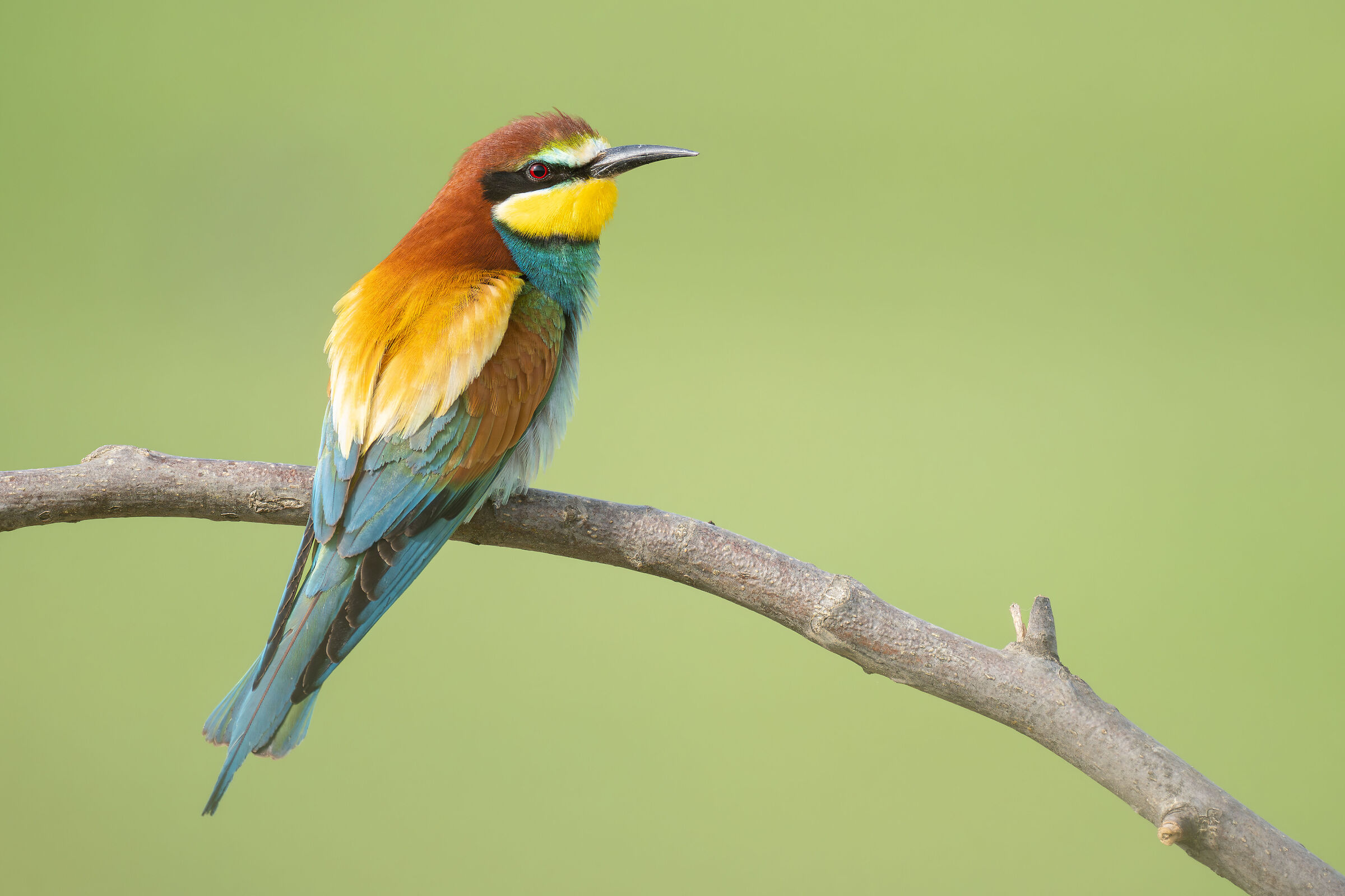 Merops apiaster