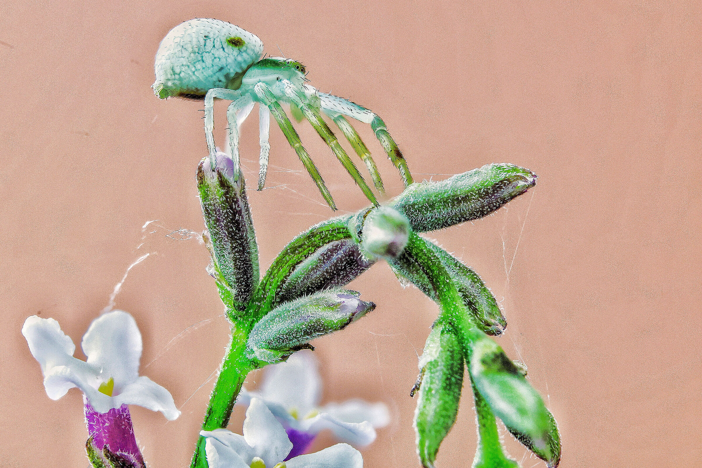 Misumena vatia