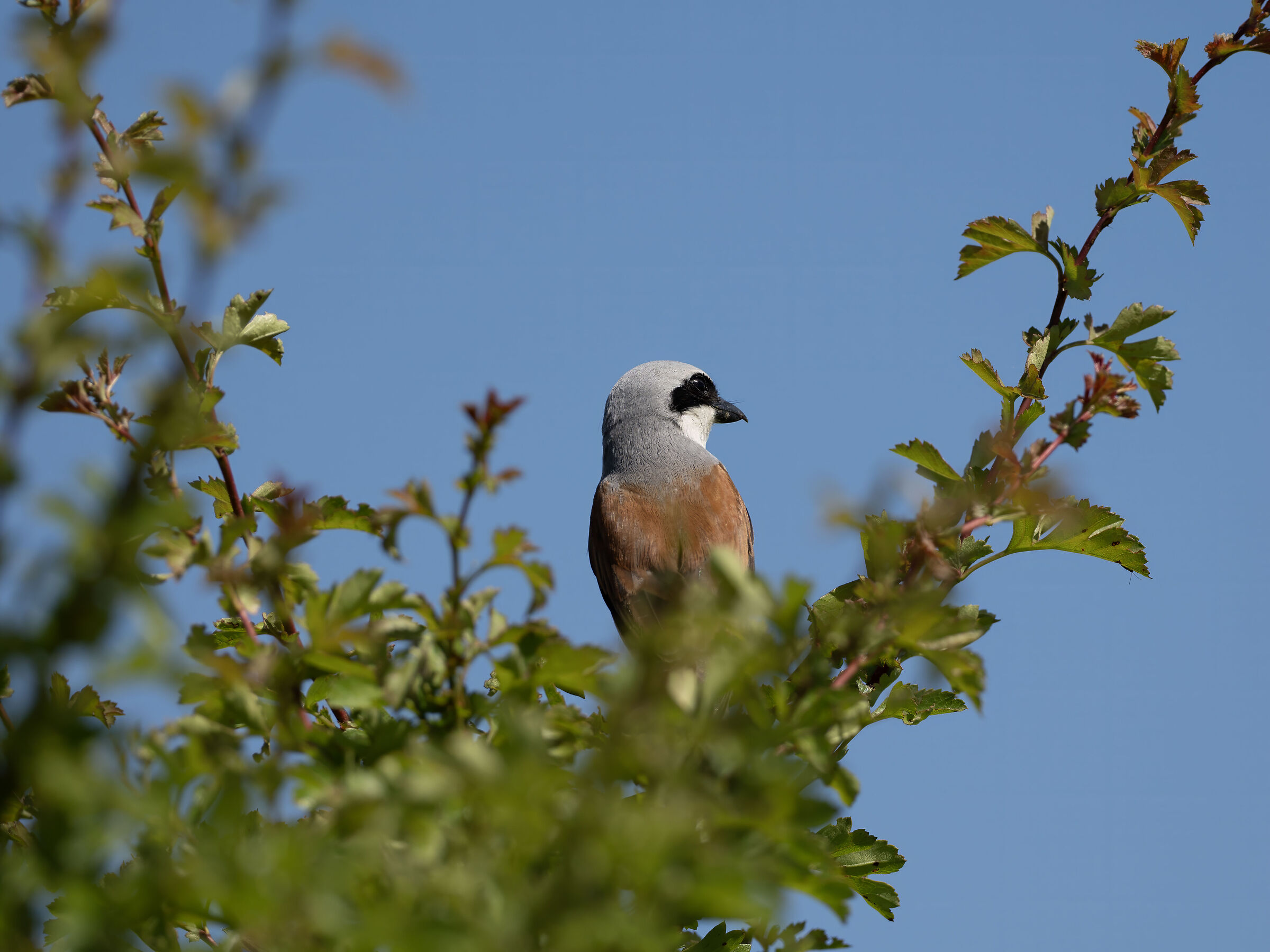 Red-backed shrike