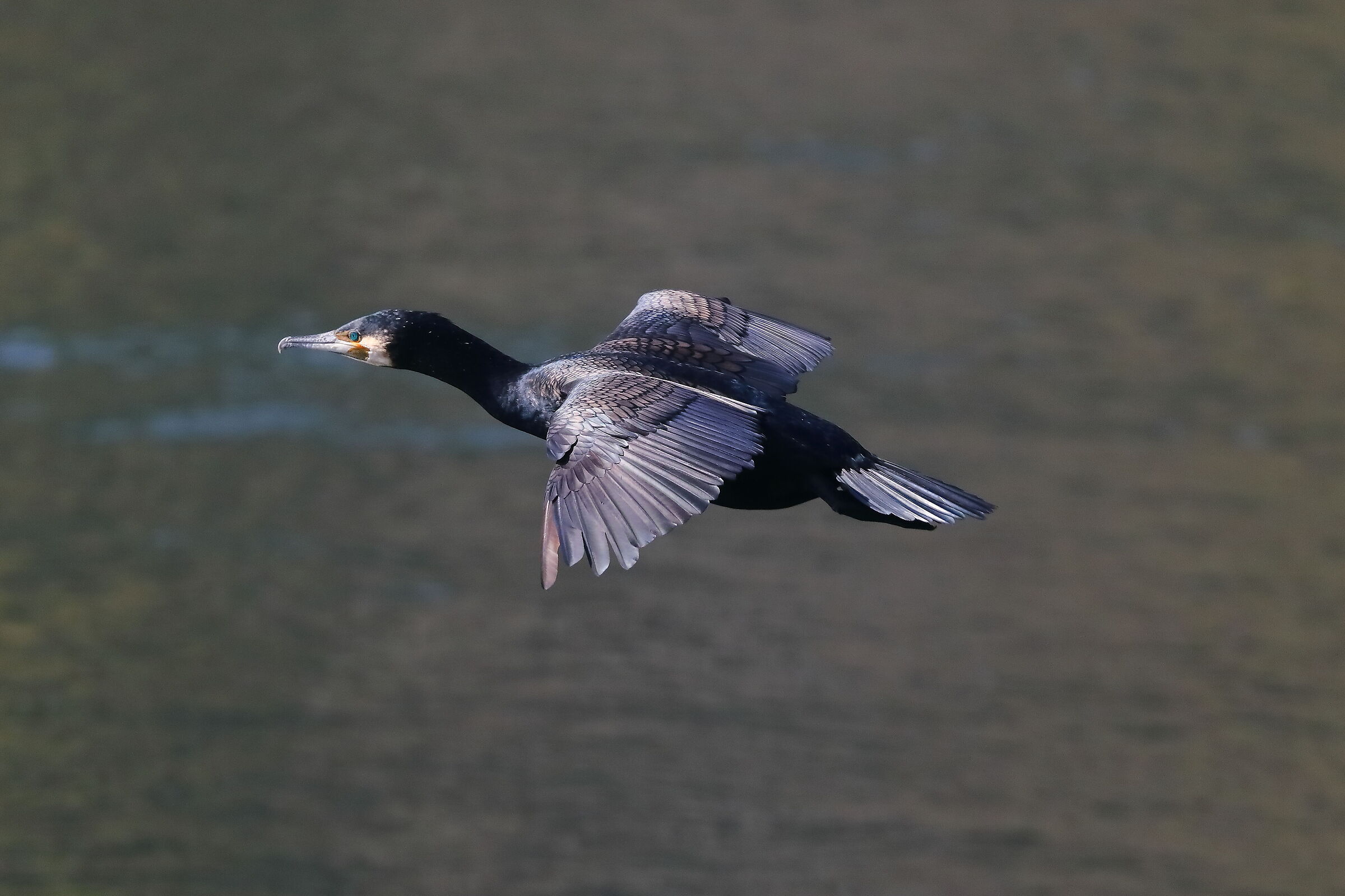 Cormorant 19 March 2024 - 0206