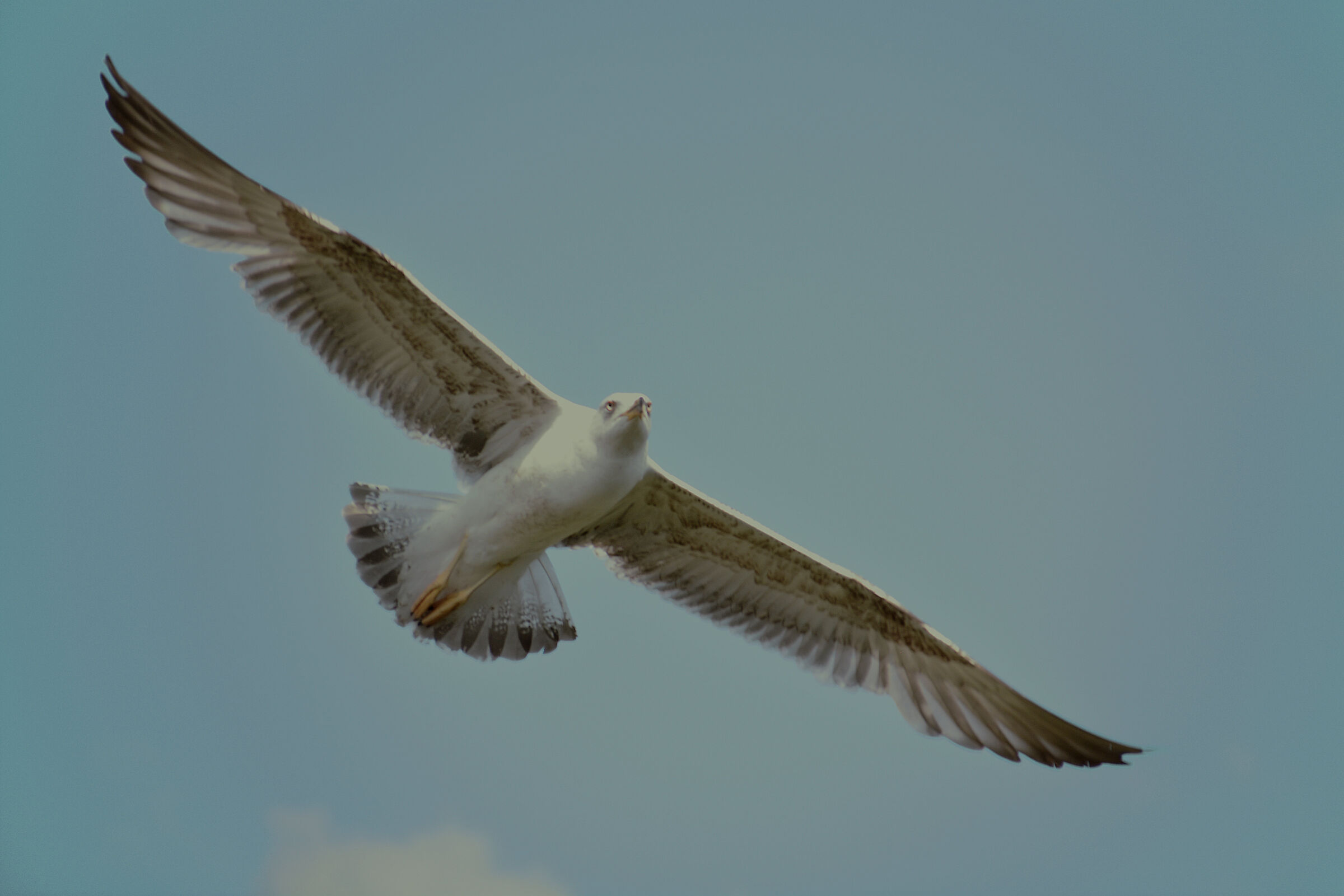 Volo di Gabbiano Giovane