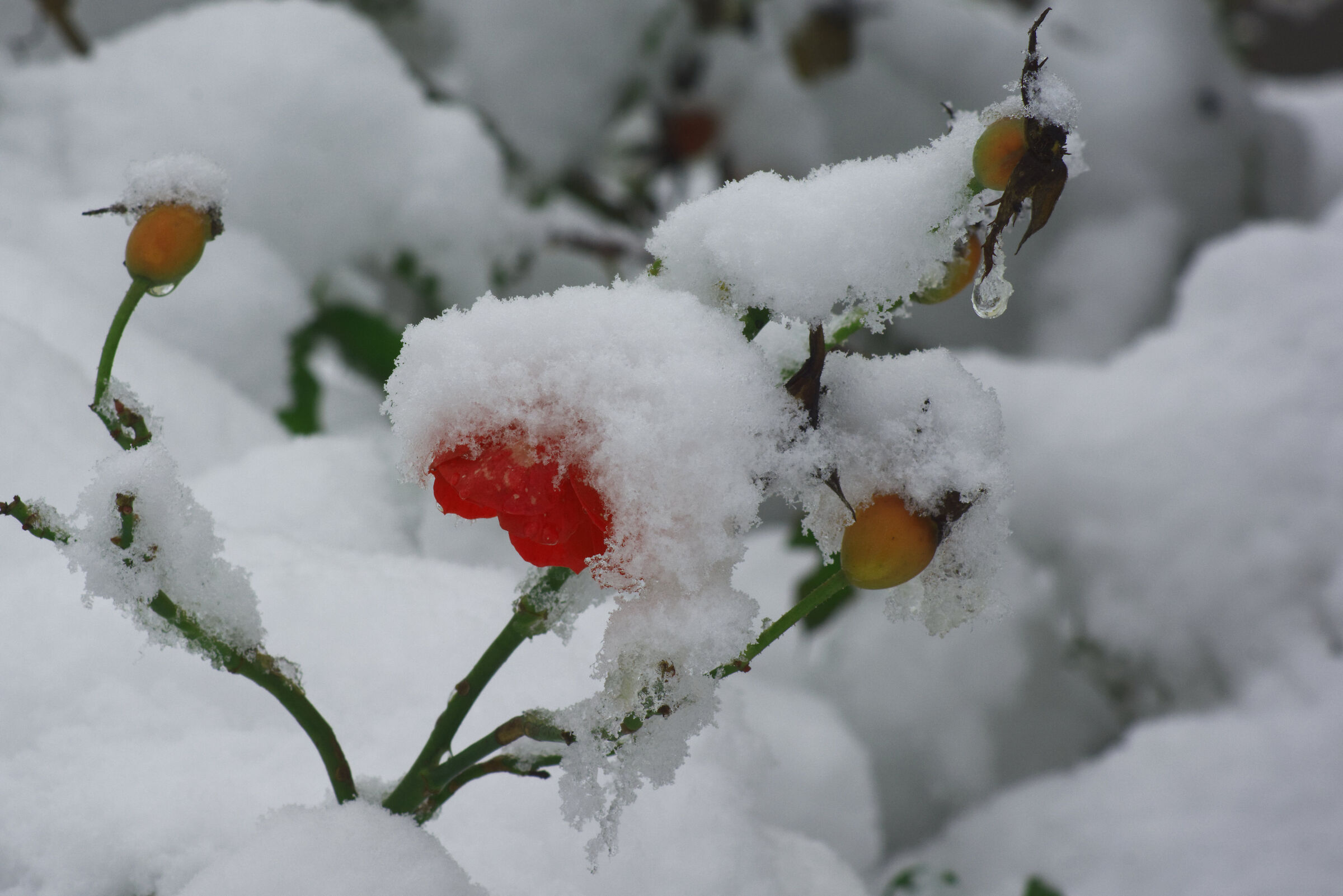 La Vita sotto il ghiaccio