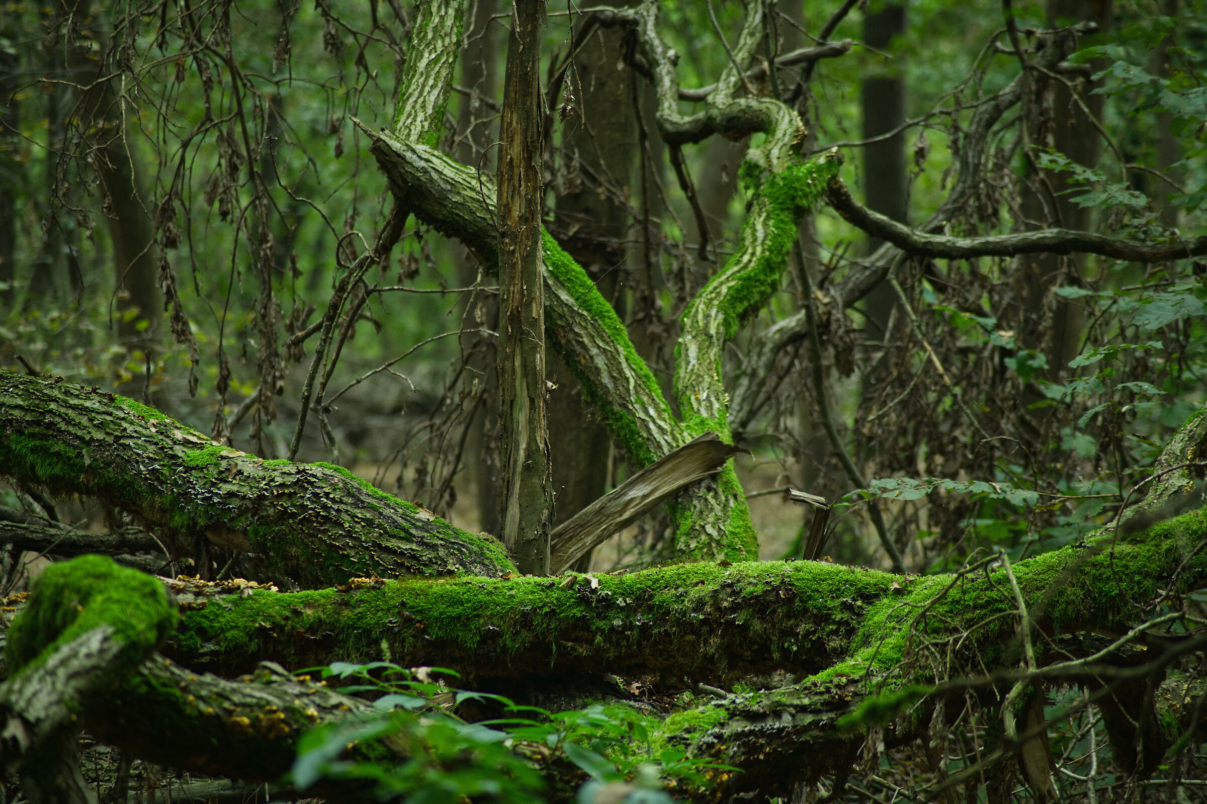 Dove il Verde e vita