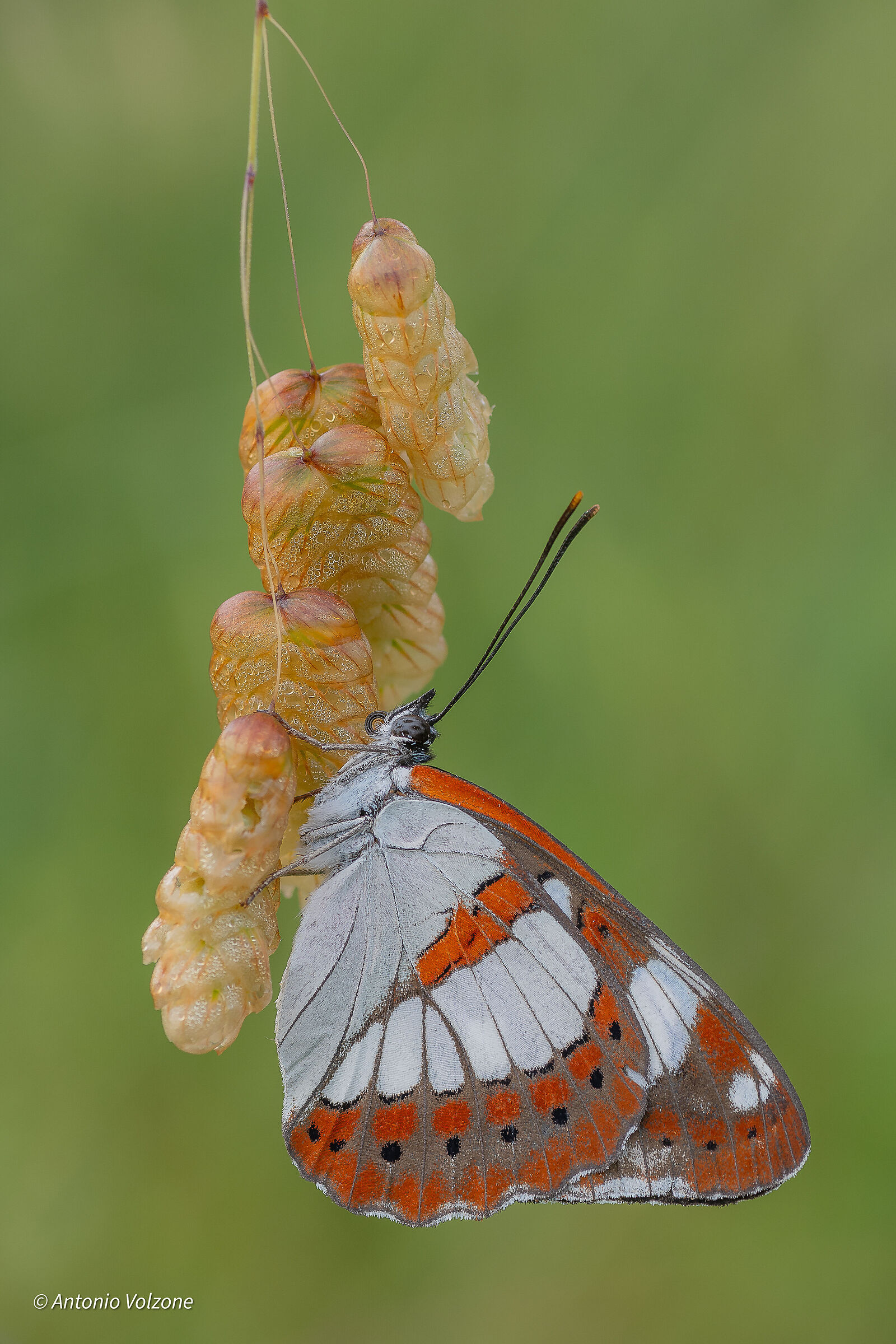 Limenitis reducta