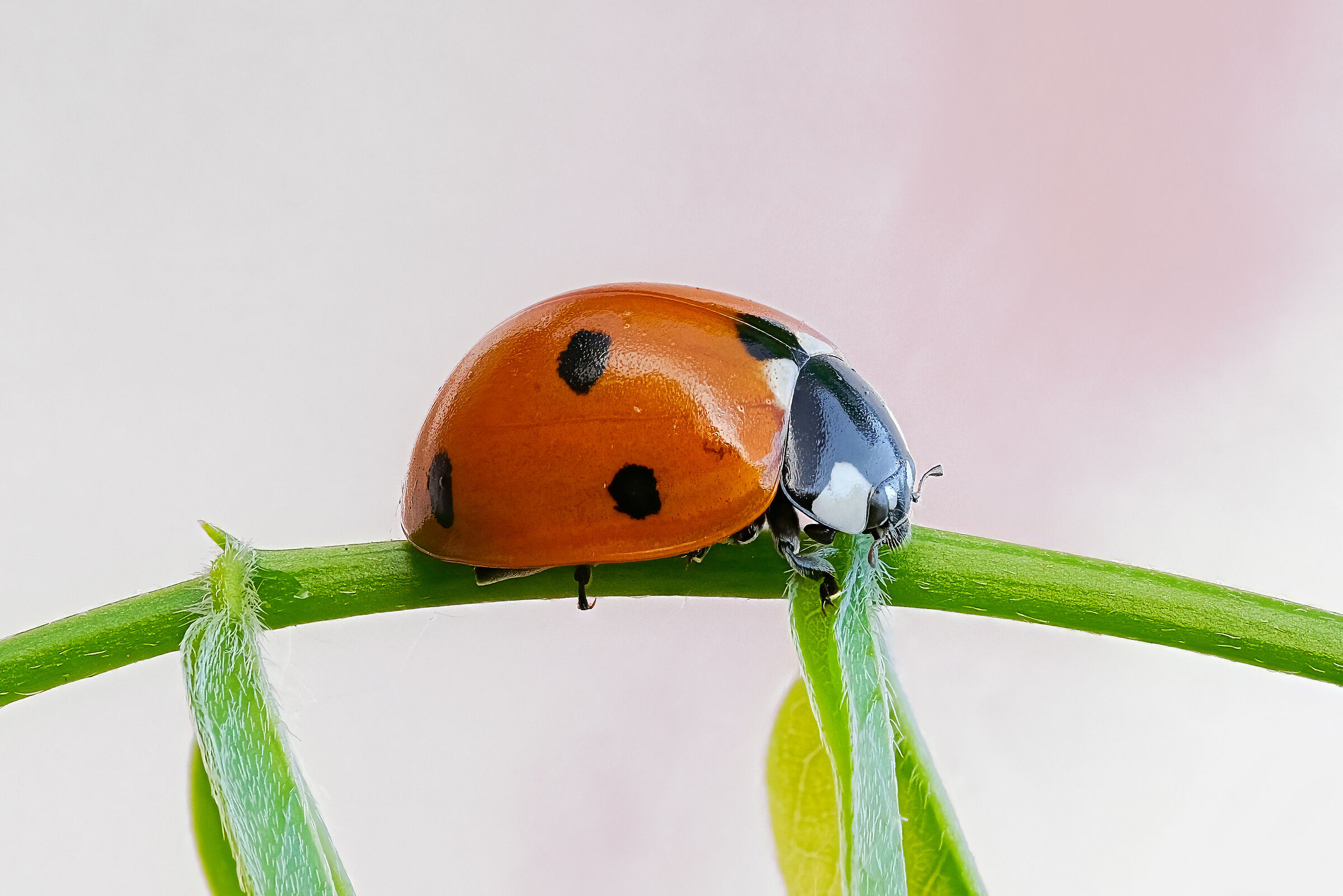 Coccinella septempunctata
