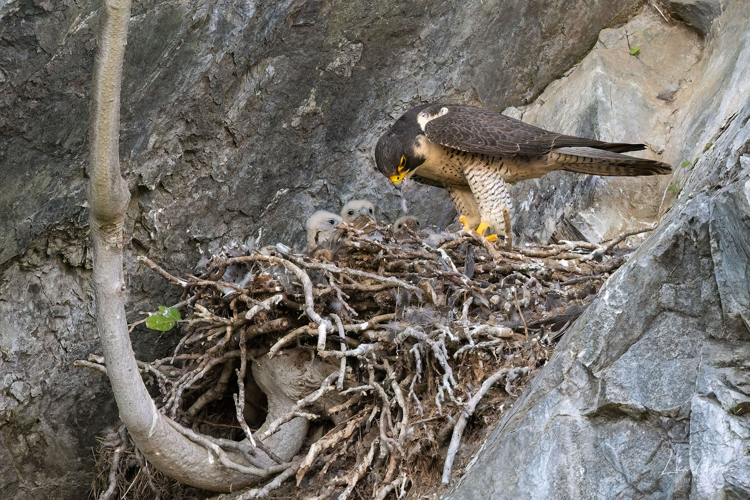 E sono quattro i piccoletti ....