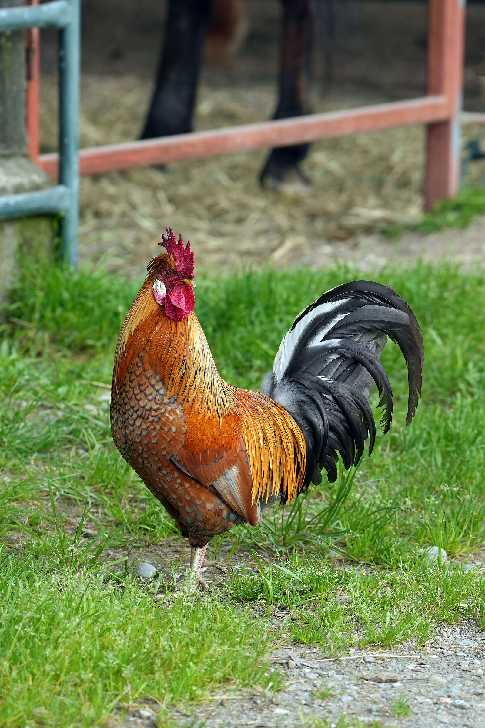 Gallo superbo