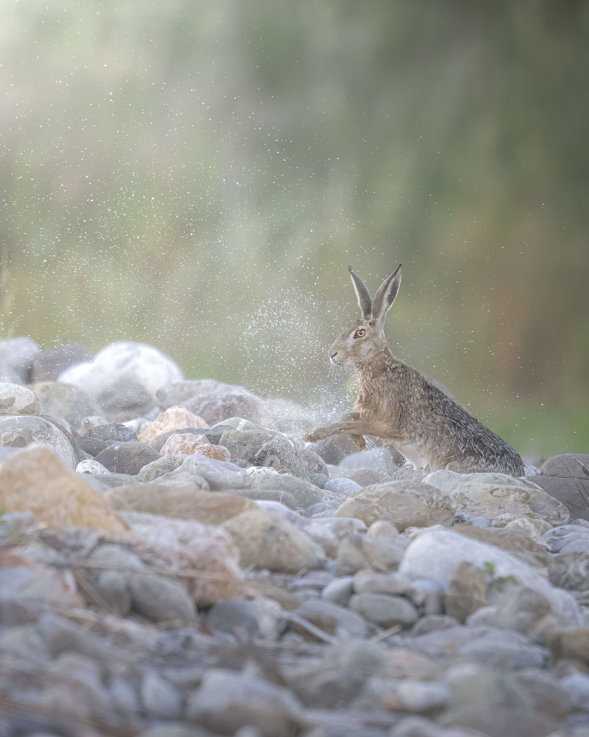 Lepre che si asciuga