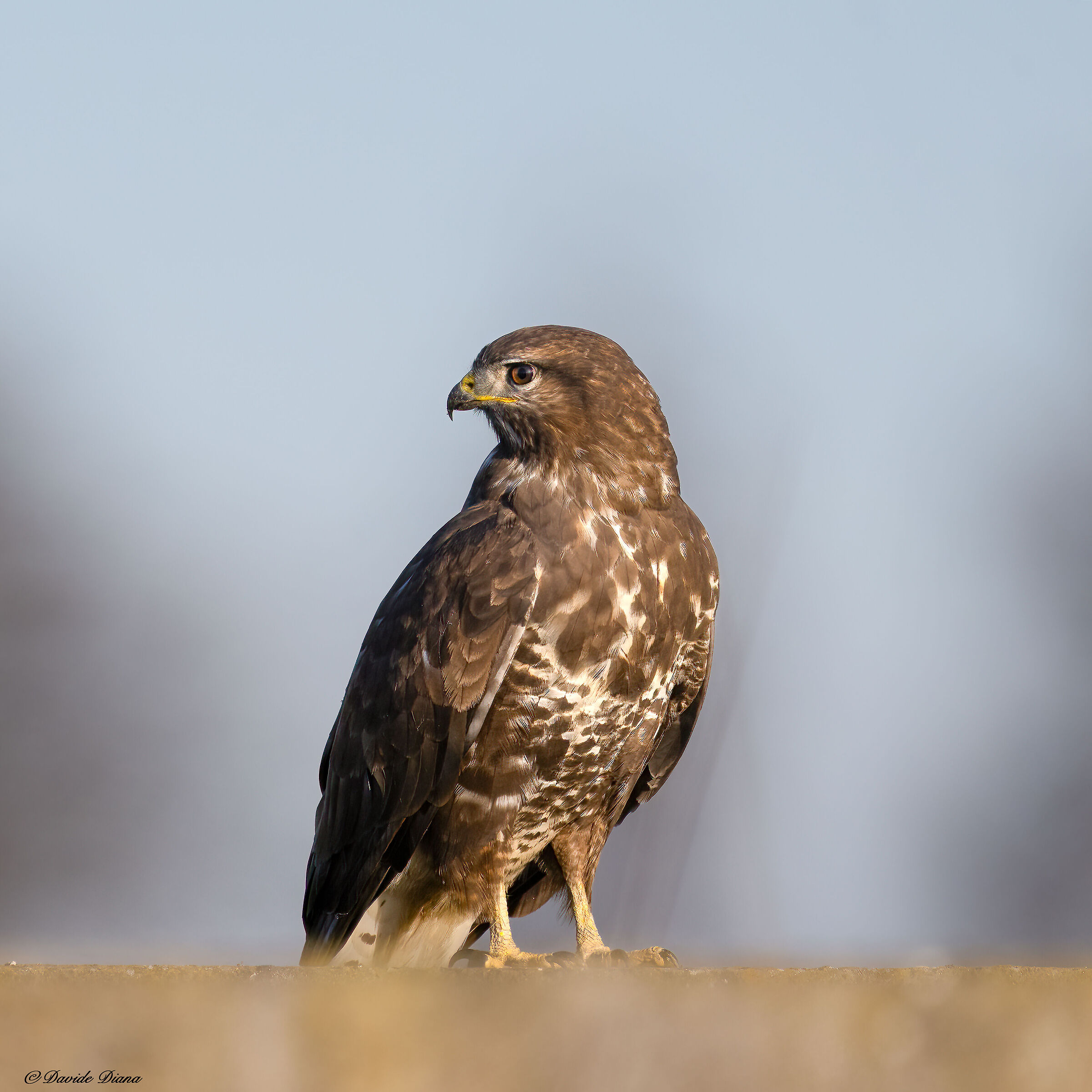 Poiana - Vercelli rice fields