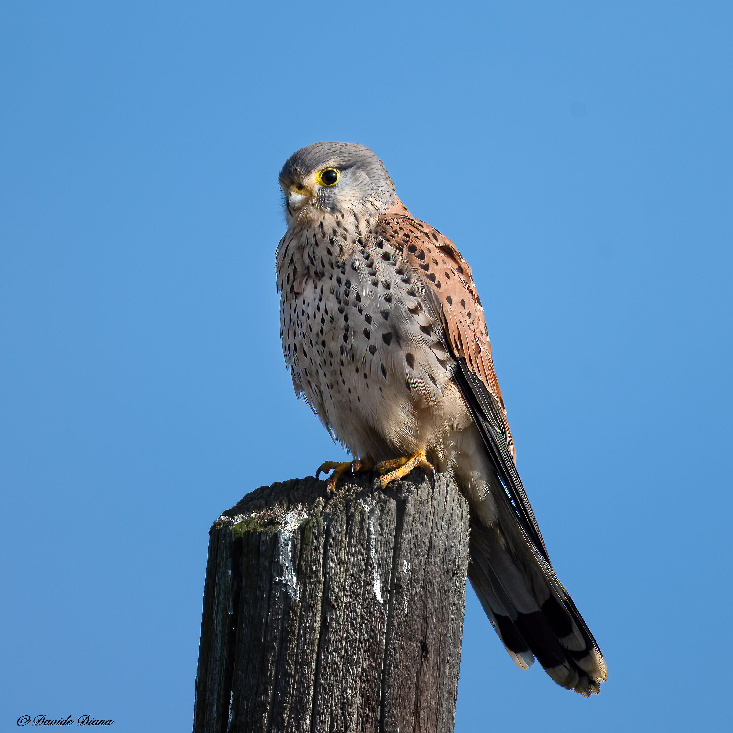 Kestrel - Risaie Vercellesiio