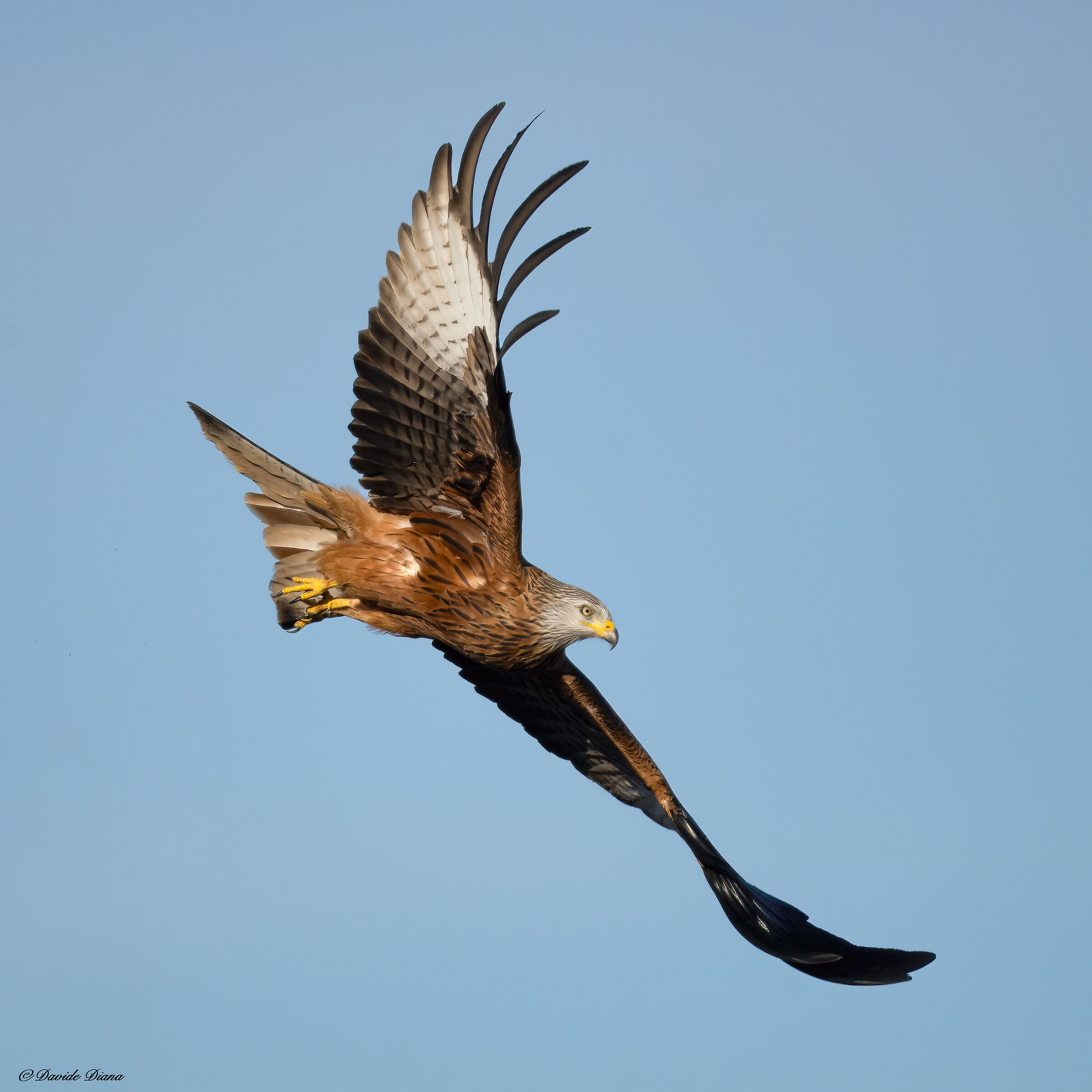 Red kite