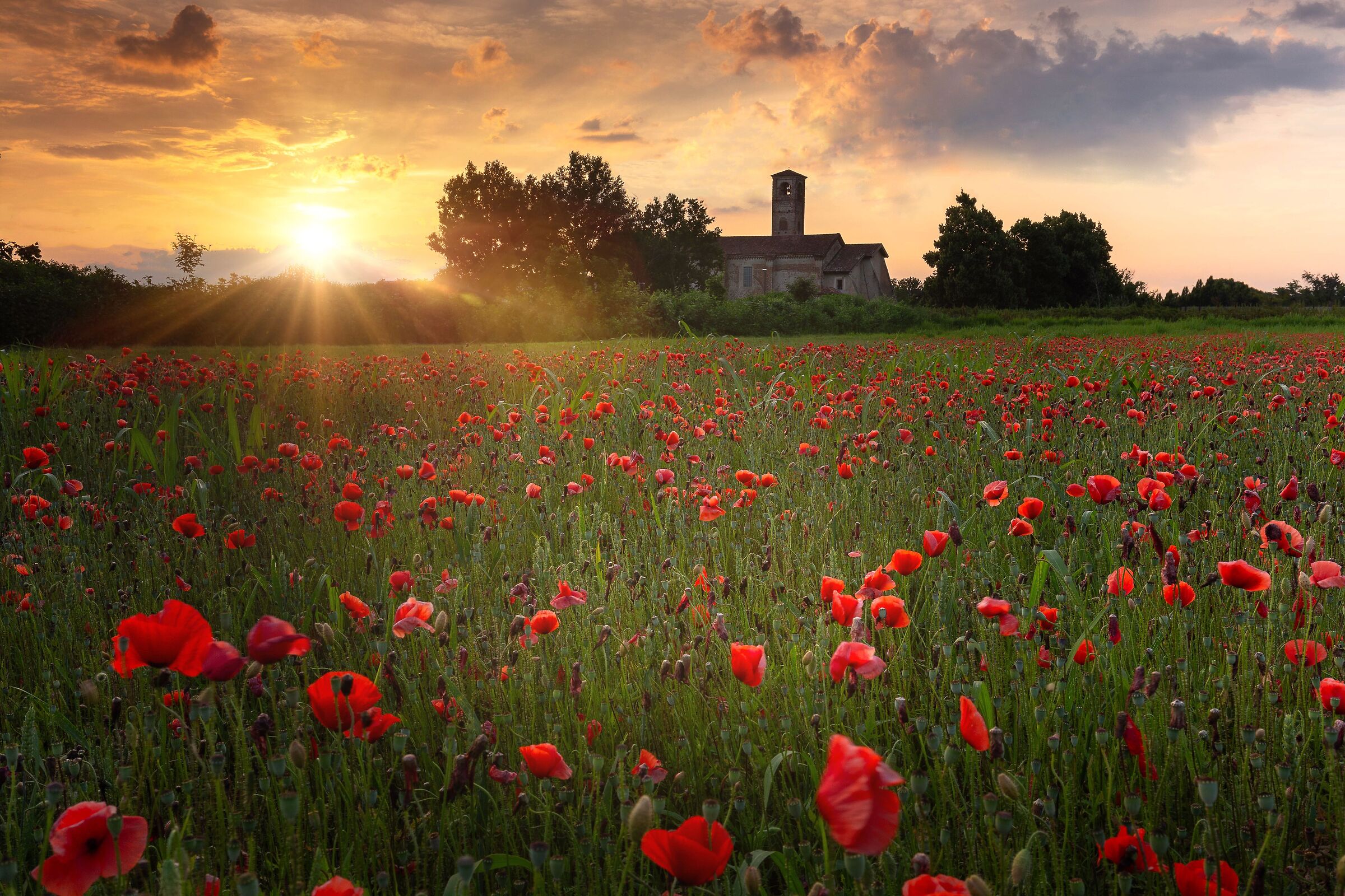 Sunset over poppies