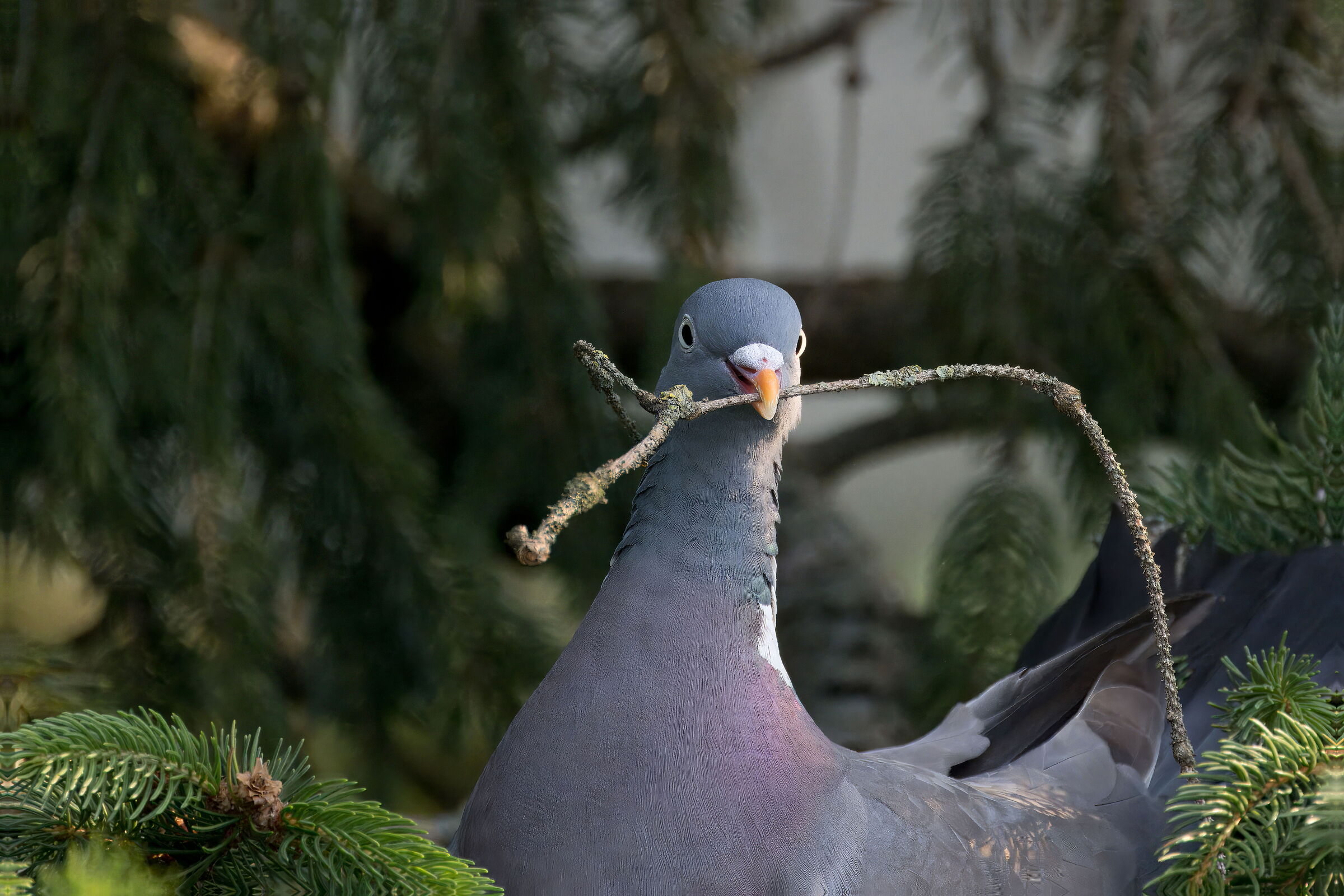 Il Colombaccio prepara il nido.
