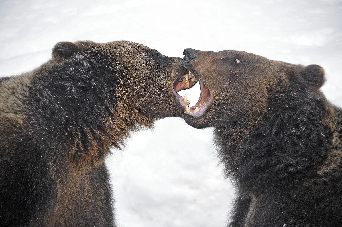 Orsi al Bayerischer Wald