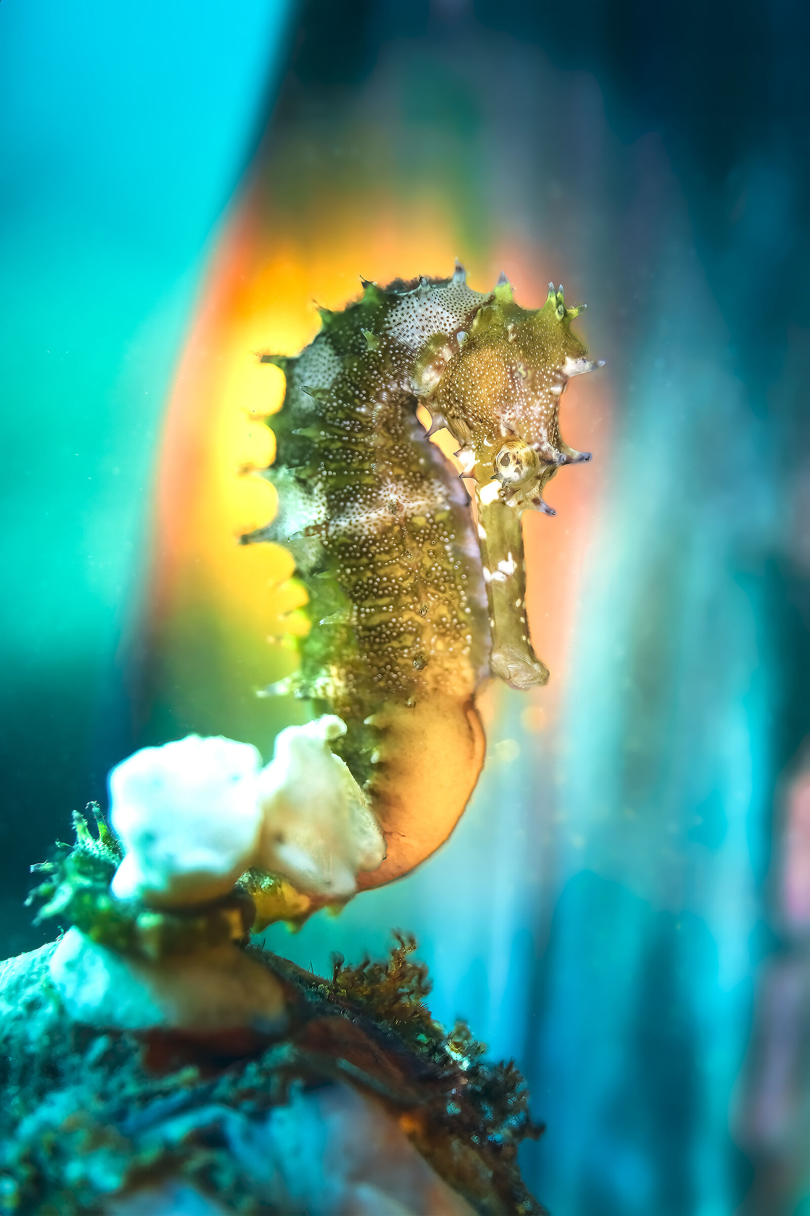 porcupine seahorse Hippocampus Histryx