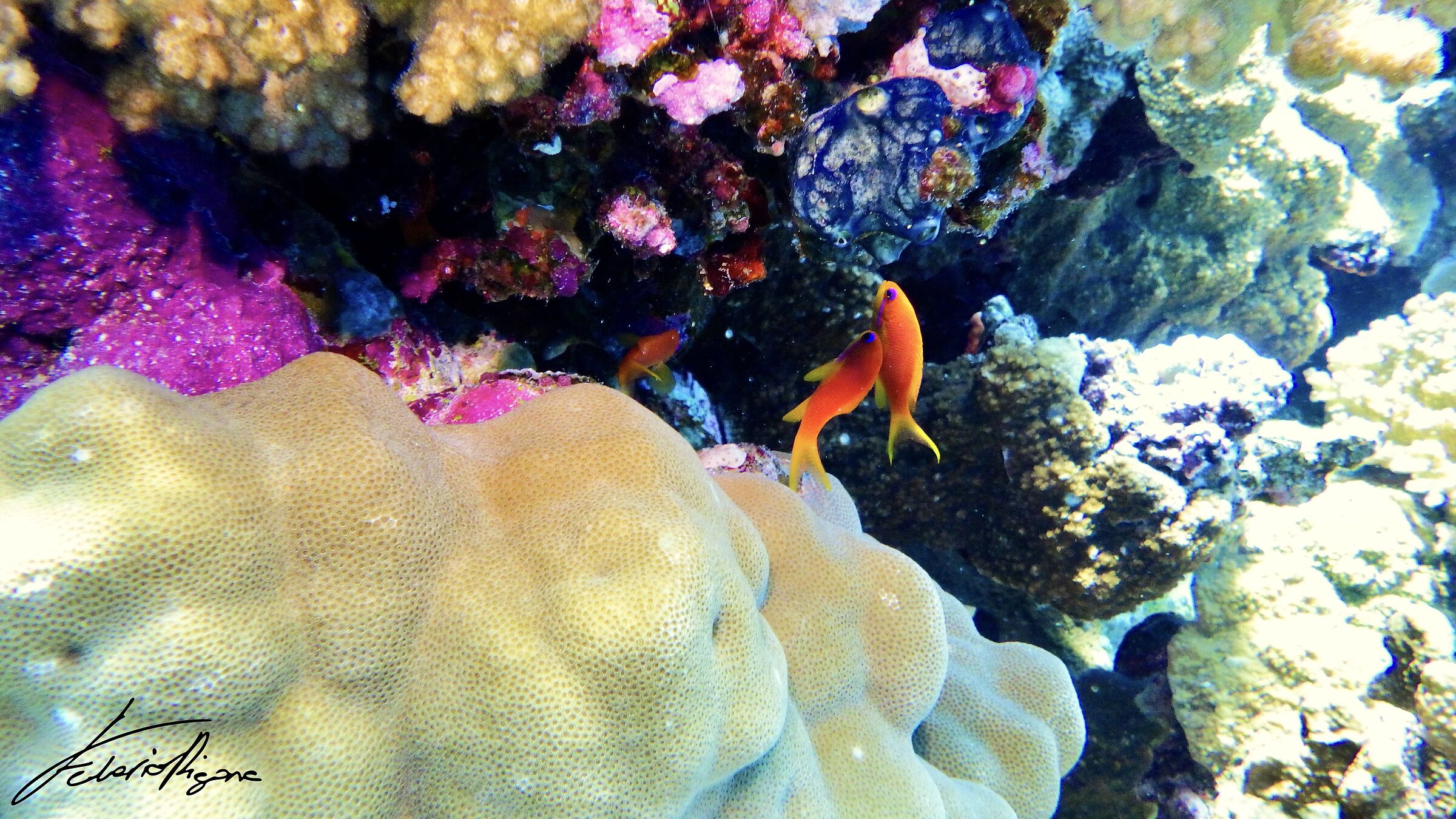 Pseudanthias squamipinnis