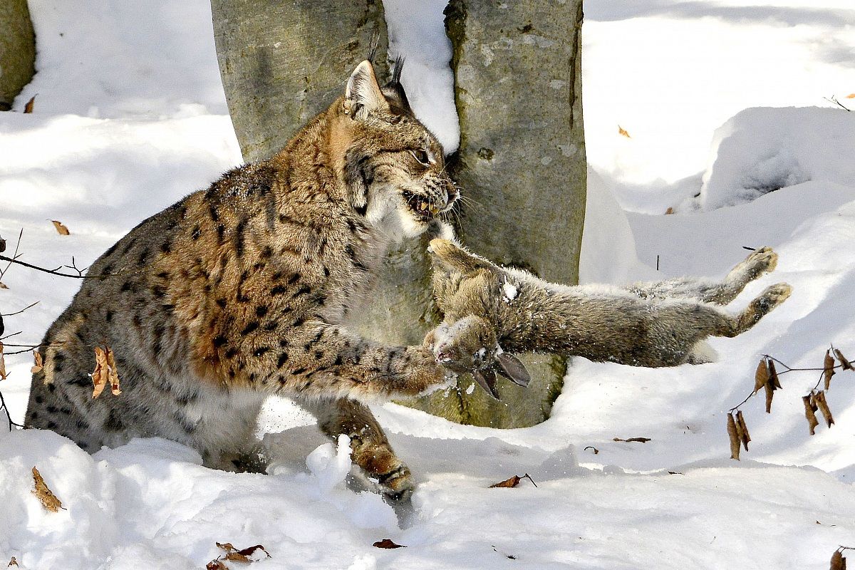 Lince al Bayerischer Wald