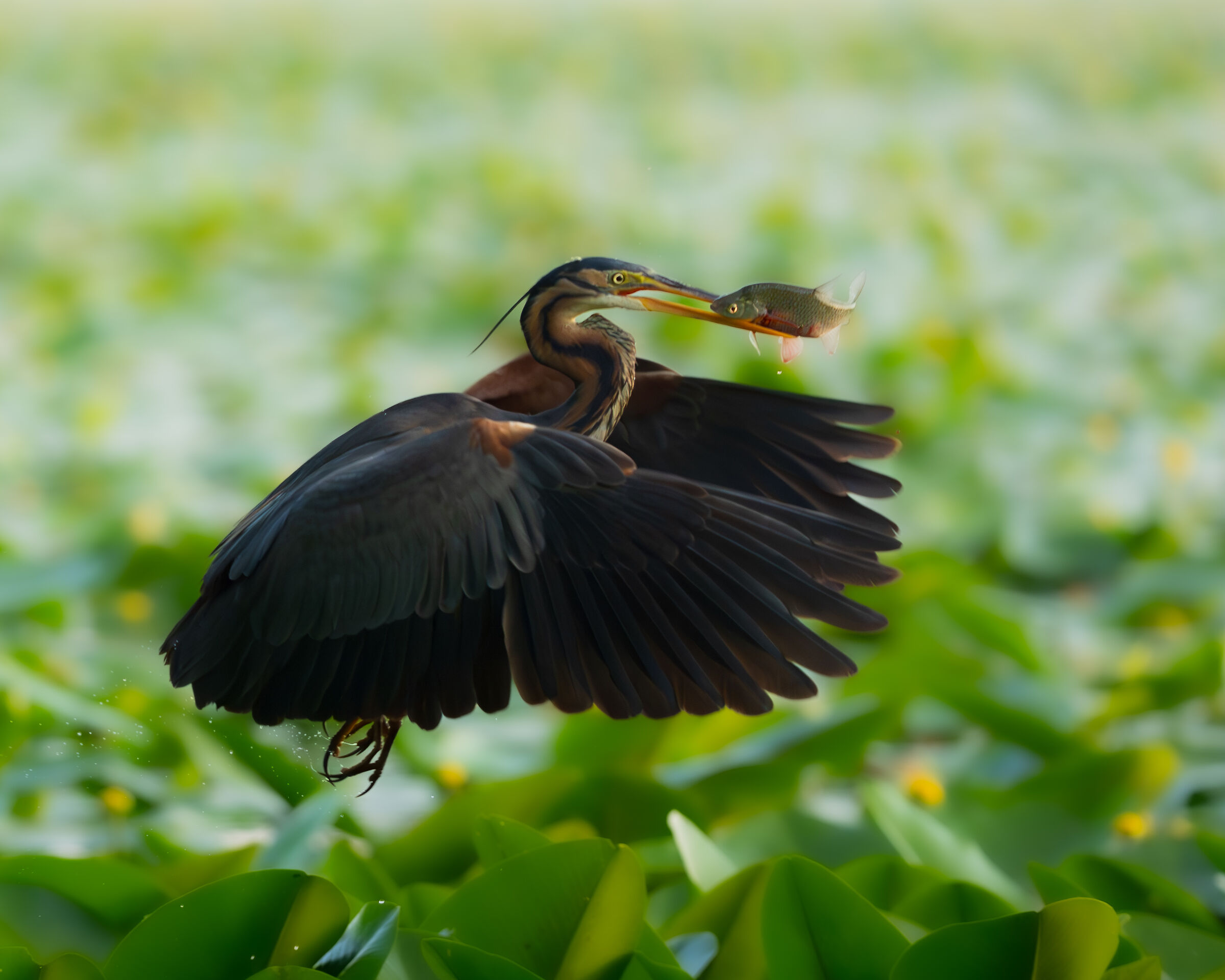 Heron in flight with prey
